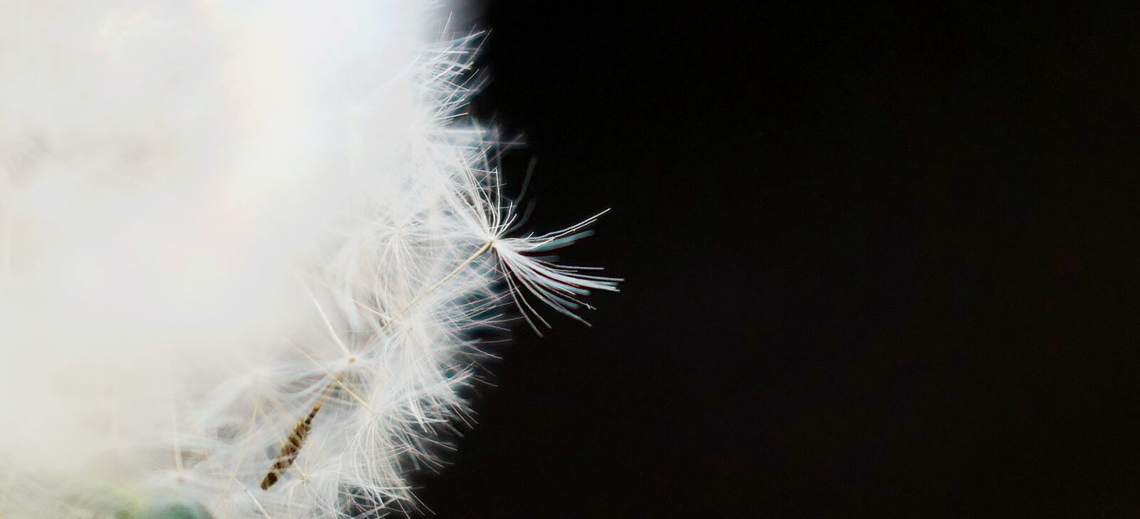 Panasonic Lumix DMC-LX10 (Lumix DMC-LX15) sample photo. Nature, fluffy, dandelion photography