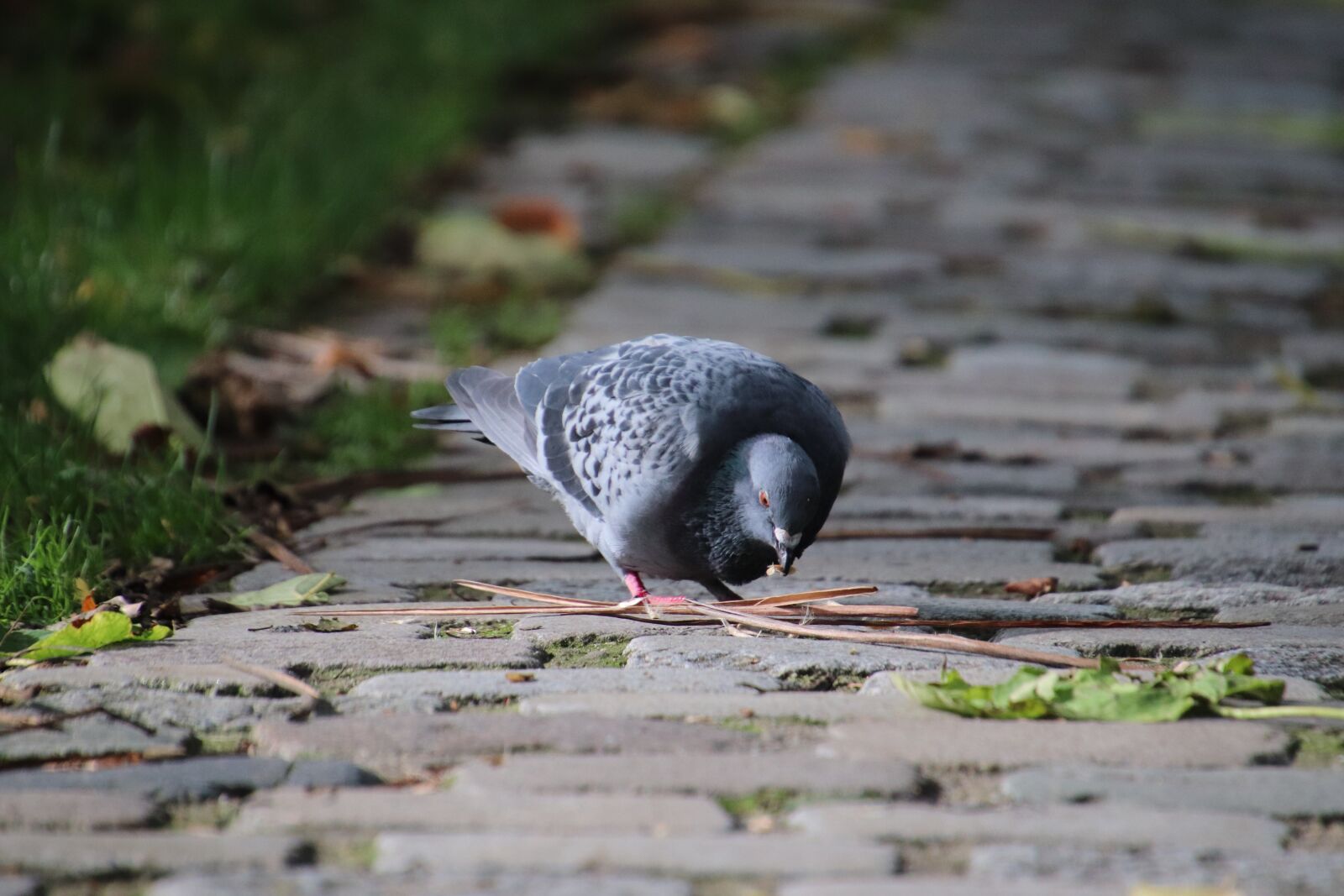 Canon EOS 800D (EOS Rebel T7i / EOS Kiss X9i) sample photo. Pigeons, birds, gray color photography