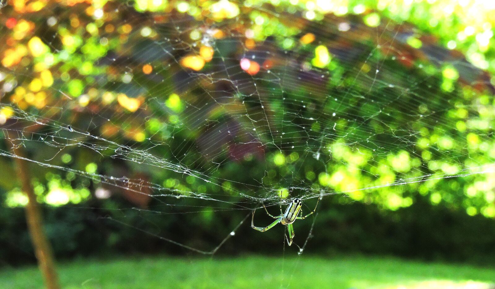 Nikon Coolpix P600 sample photo. Orchard spider, orb web photography