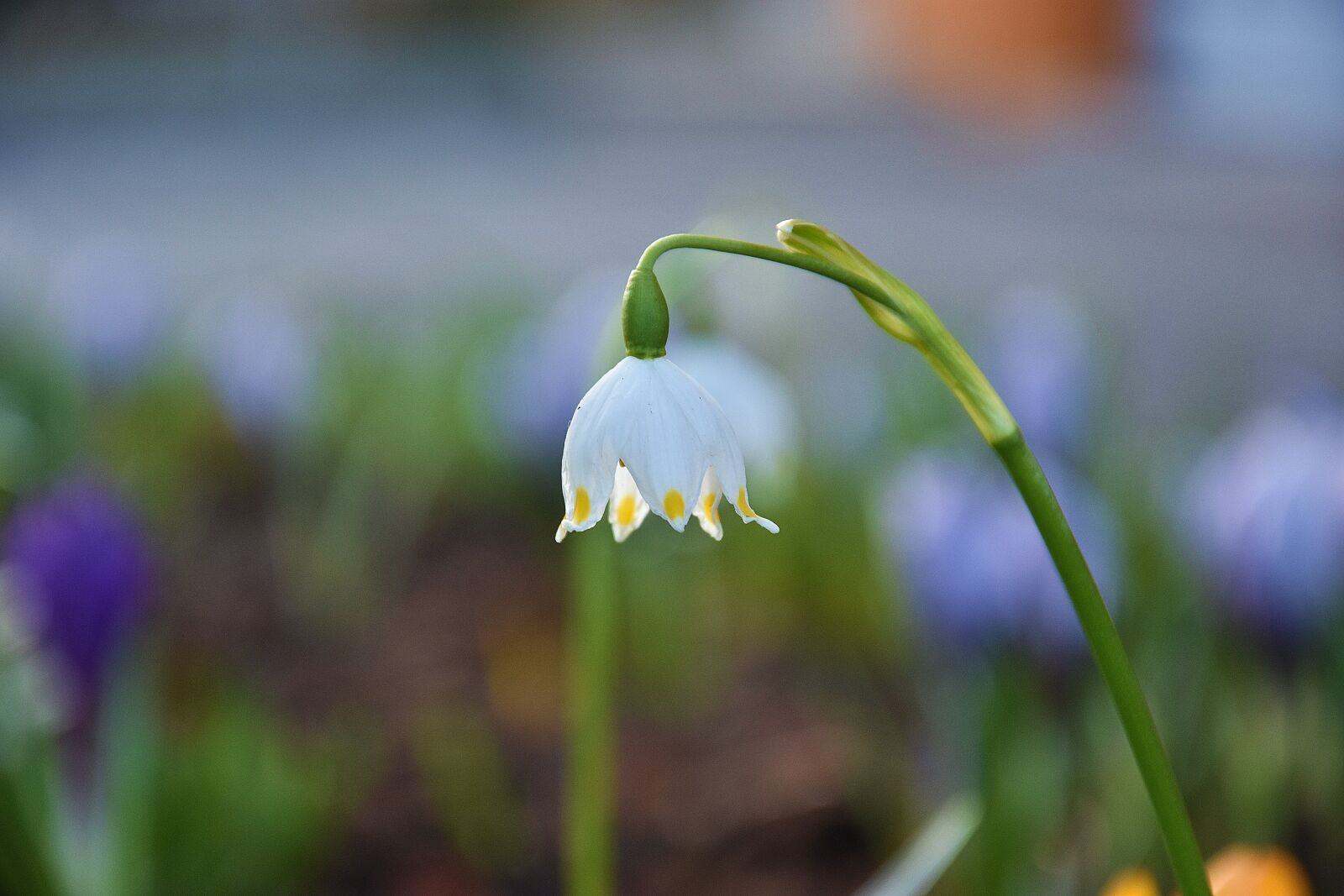 Nikon D3400 sample photo. Nature, flower, plant photography