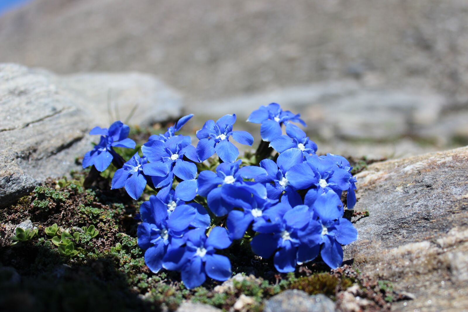 Canon EOS 600D (Rebel EOS T3i / EOS Kiss X5) sample photo. Gentian, blue, rock photography