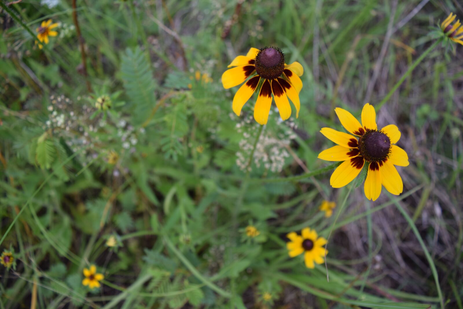 Nikon D3300 sample photo. Flower, wild flower, summer photography