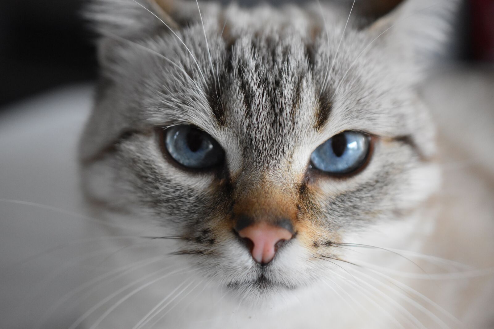 Nikon D5600 sample photo. Cat, animal, blue eyes photography