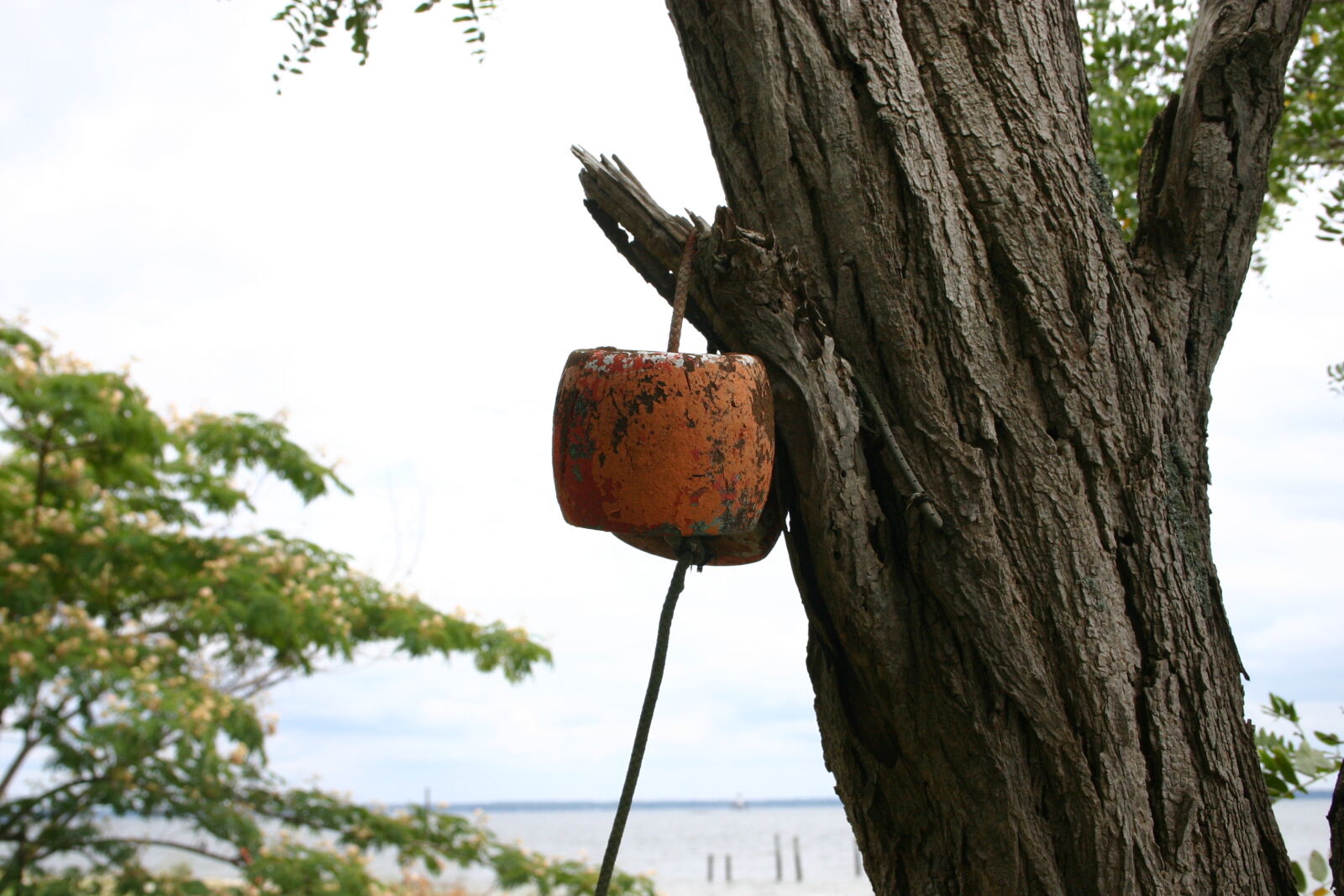 Canon EOS 300D (EOS Digital Rebel / EOS Kiss Digital) sample photo. Bouy, tree photography