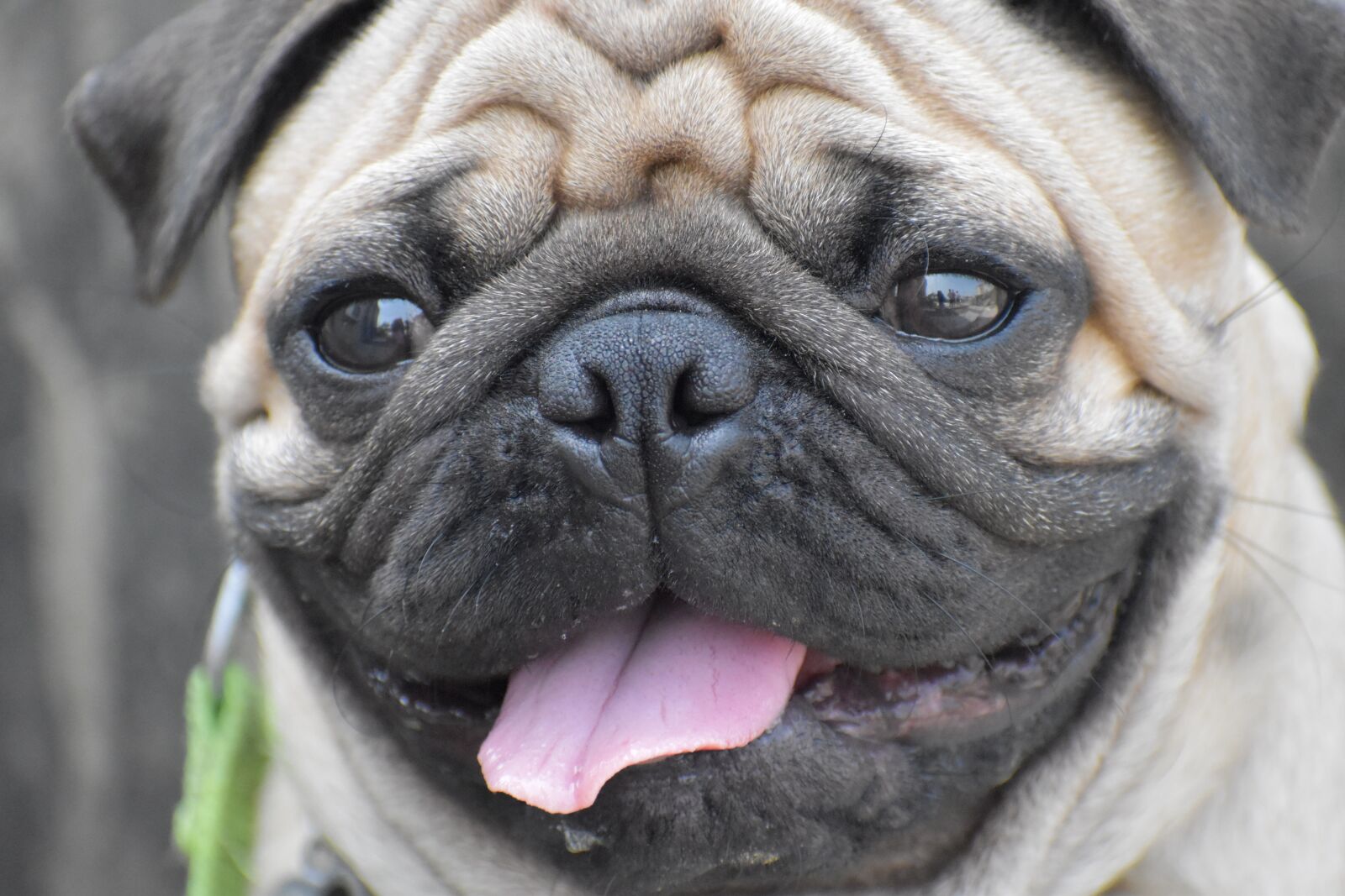 Nikon D5600 sample photo. Pug, round eyes, wrinkles photography