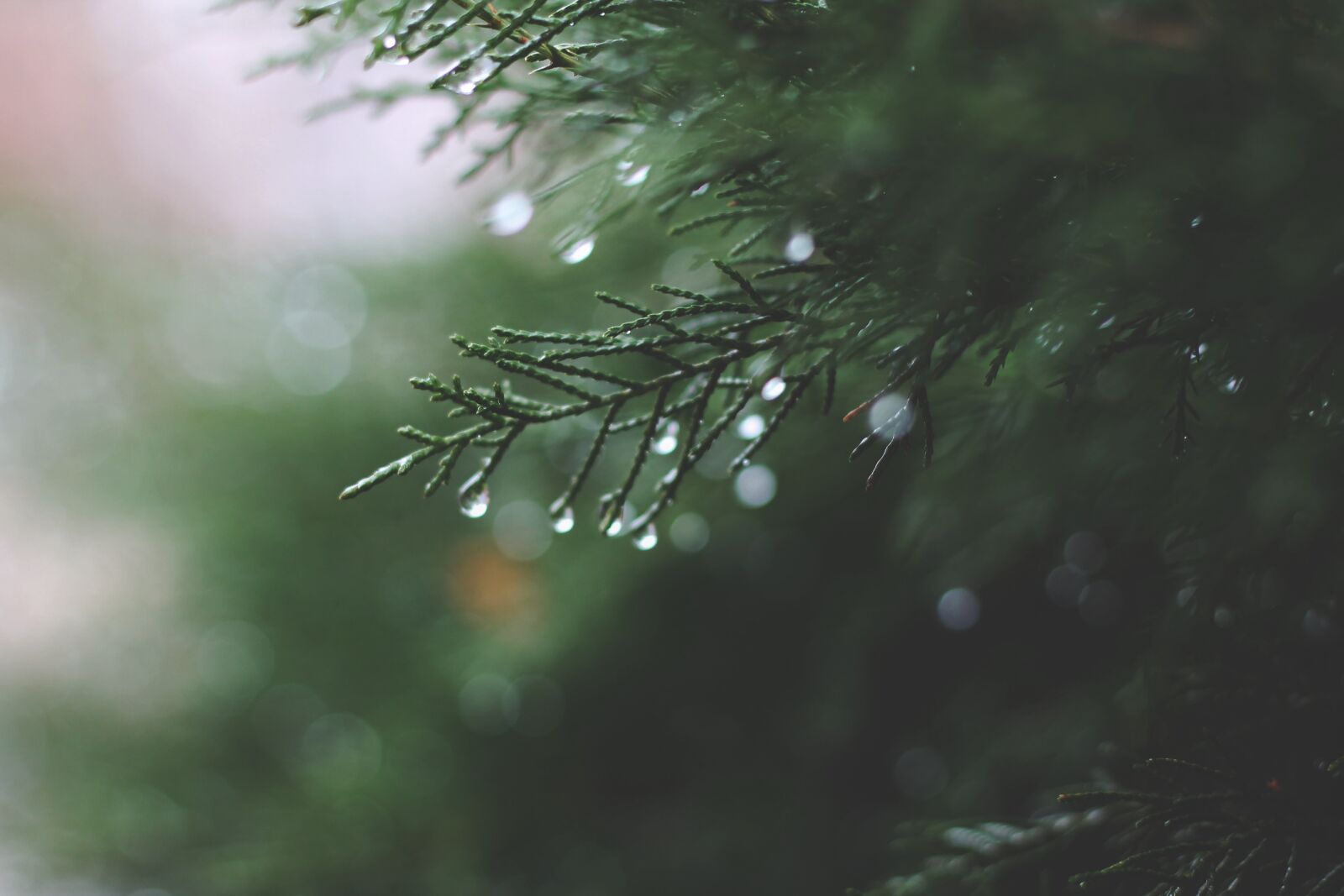 Canon EOS 1100D (EOS Rebel T3 / EOS Kiss X50) + Canon EF 50mm F1.8 STM sample photo. Drops, rain, plant photography