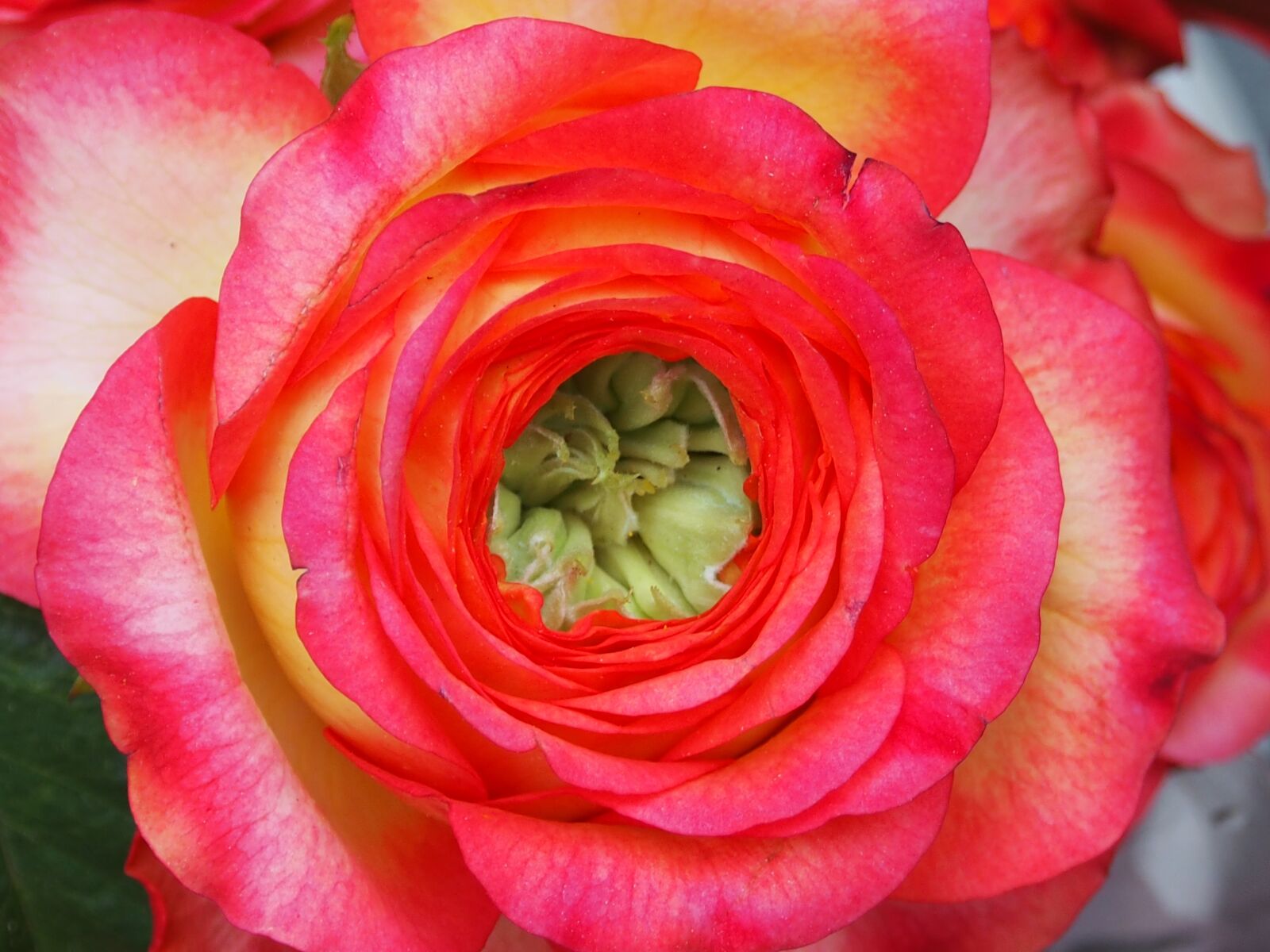 Olympus OM-D E-M5 sample photo. Flower, petal, rose photography