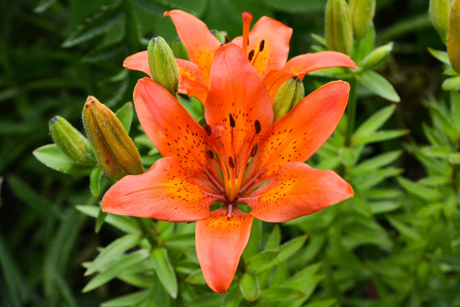 Nikon D5200 sample photo. Nature, garden, summer photography