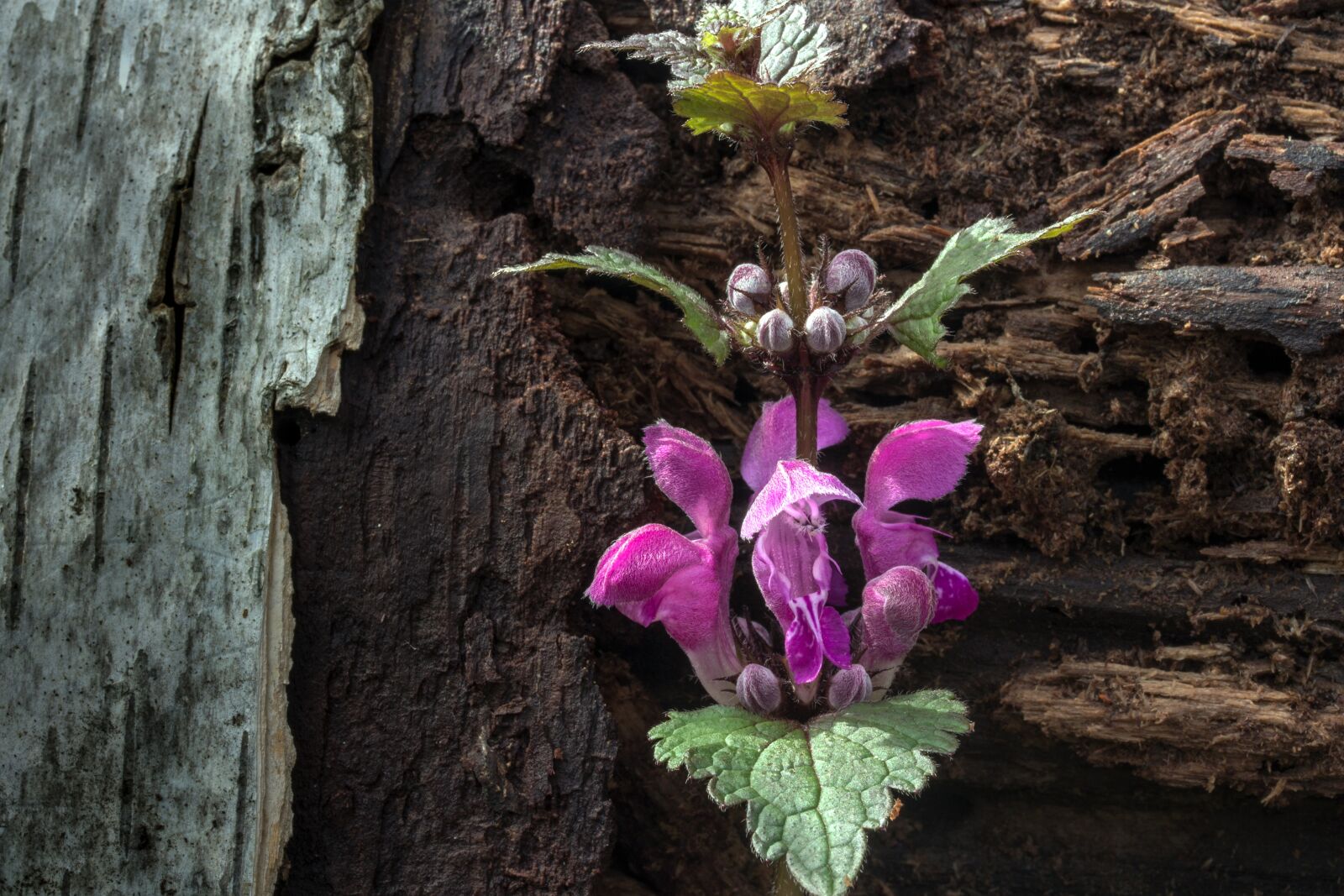 Canon EF-S 60mm F2.8 Macro USM sample photo. Spring, dead nettle, wild photography