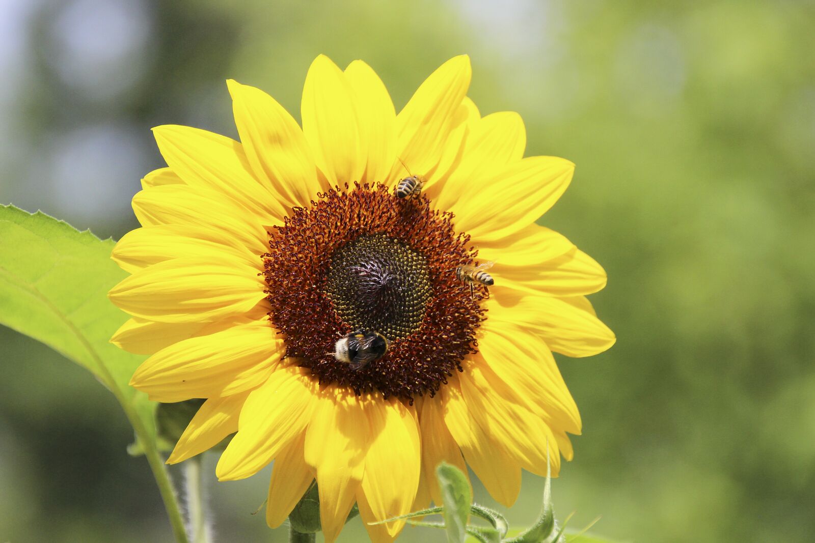 Canon EOS 700D (EOS Rebel T5i / EOS Kiss X7i) sample photo. Sunflower, yellow, plant photography