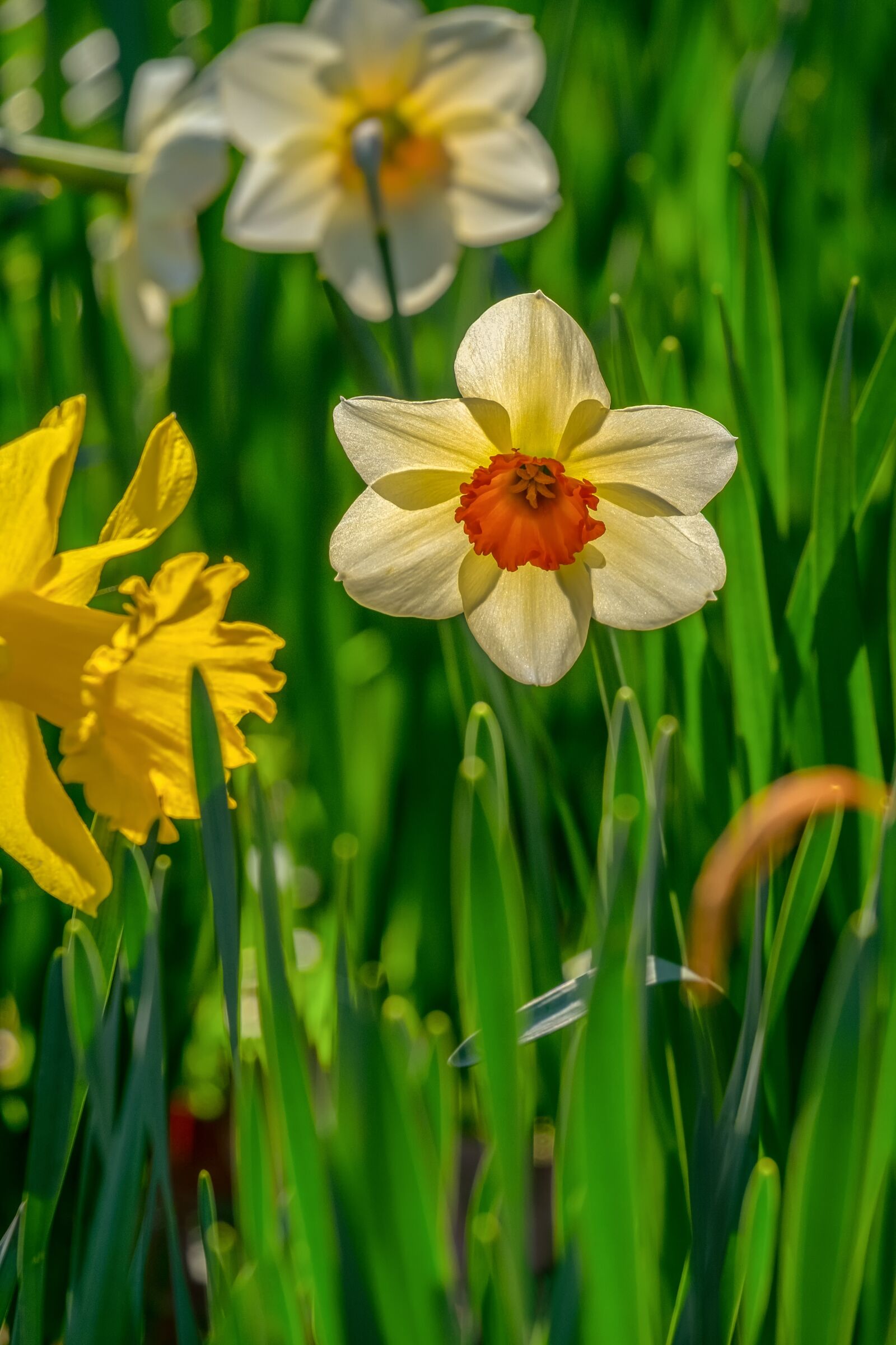 Fujifilm XF 55-200mm F3.5-4.8 R LM OIS sample photo. Daffodil, flower, plant photography