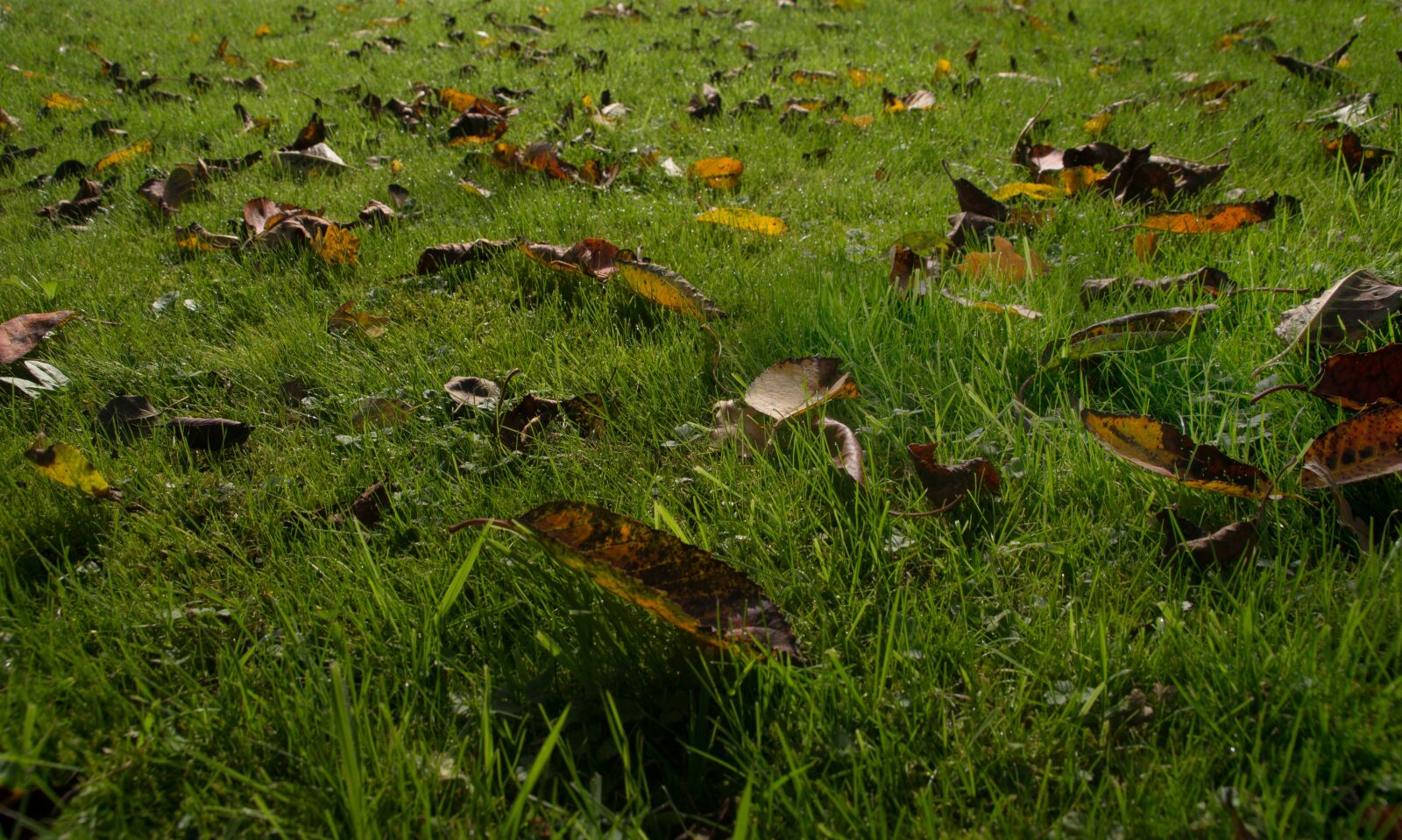 Sony SLT-A57 sample photo. Autumn, leaves, natural lawn photography