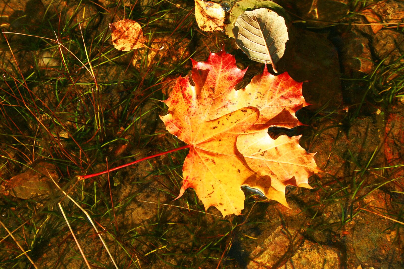 Canon EOS 400D (EOS Digital Rebel XTi / EOS Kiss Digital X) sample photo. Close up, fall leaves photography