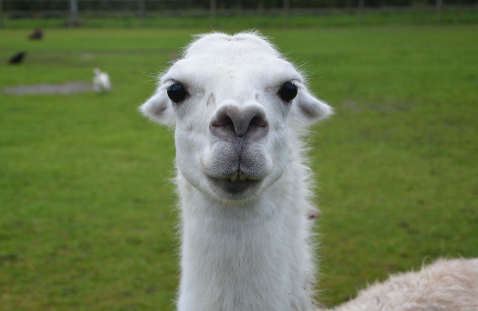 Nikon D5200 sample photo. Lama head lama, white photography