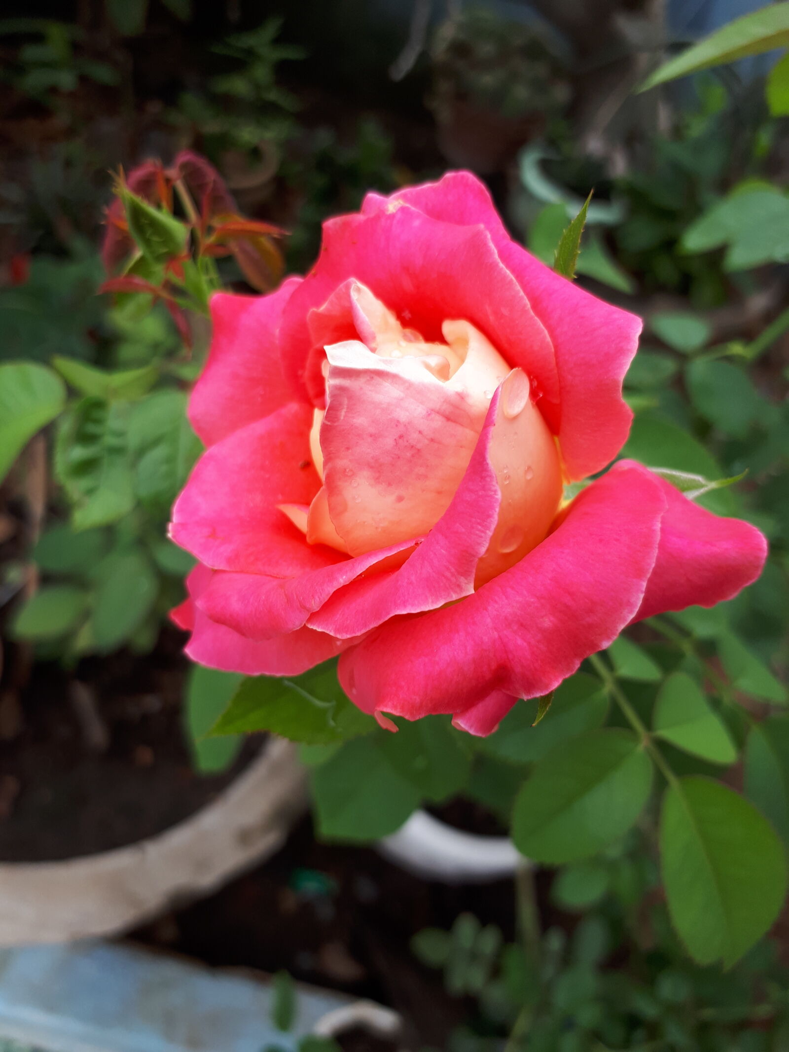 Samsung Galaxy A5(2017) sample photo. Flowers, r, rose photography