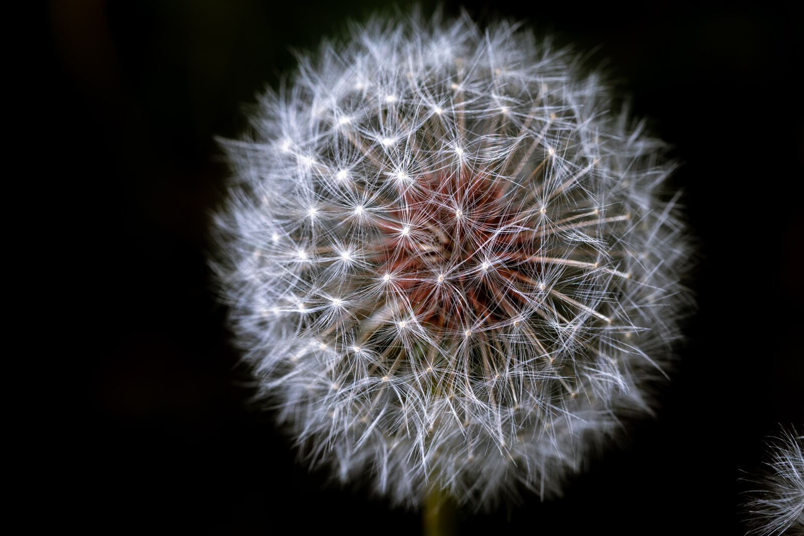 Canon EOS 5D Mark IV + Canon EF 100mm F2.8L Macro IS USM sample photo. Dandelion, flower, blooming photography