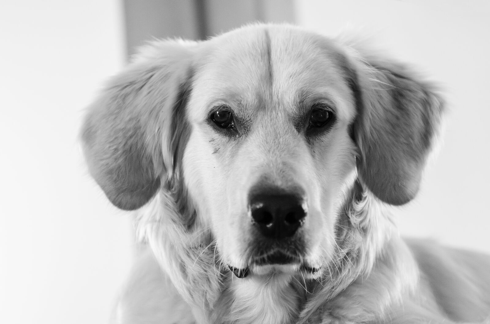 Nikon D7000 sample photo. Golden, golden retriever, futrzak photography