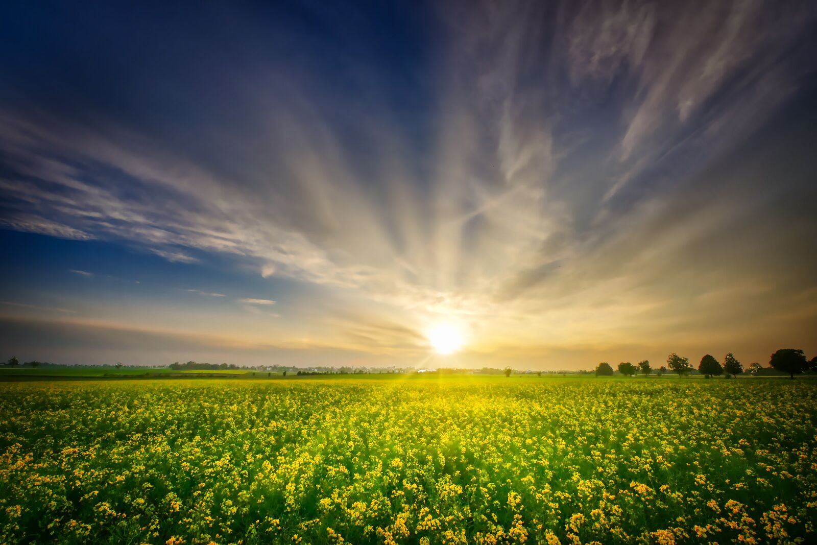 Panasonic Lumix DMC-GX8 sample photo. Oilseed rape, field of photography