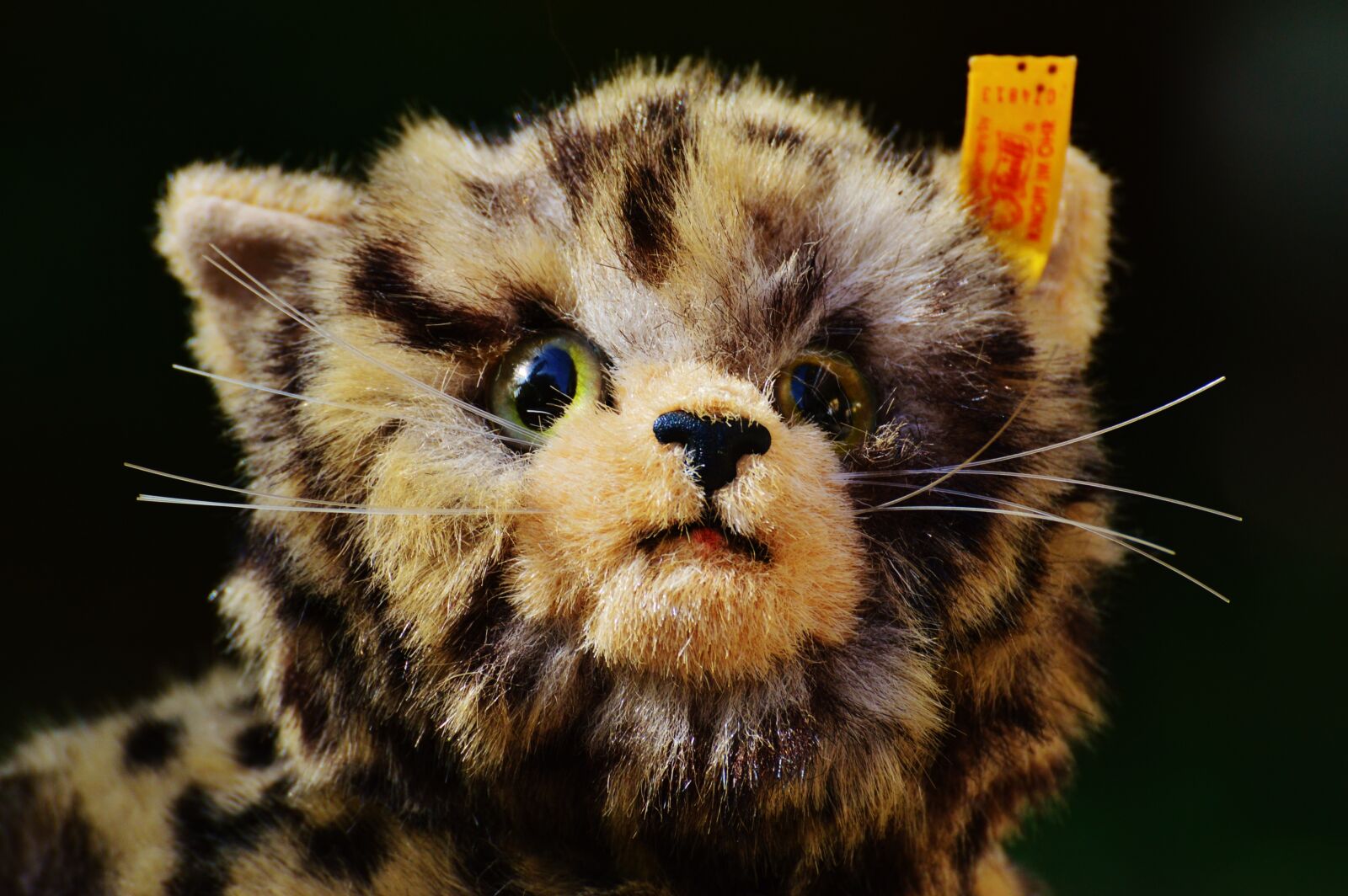 Nikon D3200 sample photo. Cat, stuffed animal, cute photography
