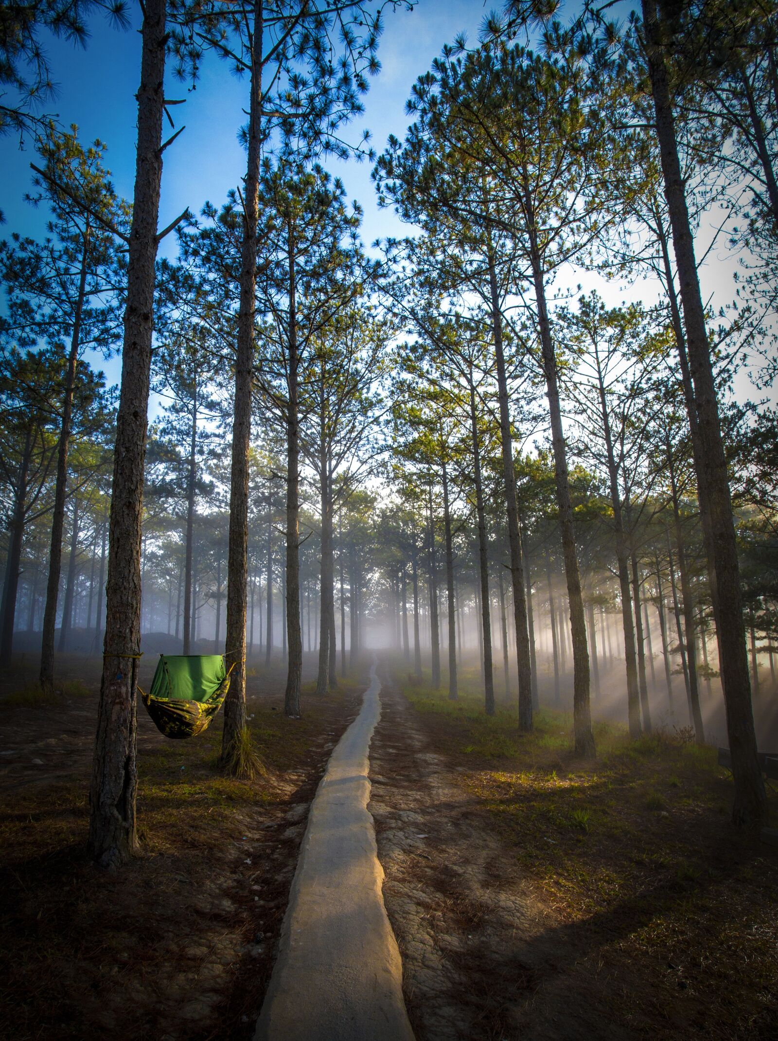 Canon EOS 6D + Canon EF 17-40mm F4L USM sample photo. Sunshine, trees, sun ray photography
