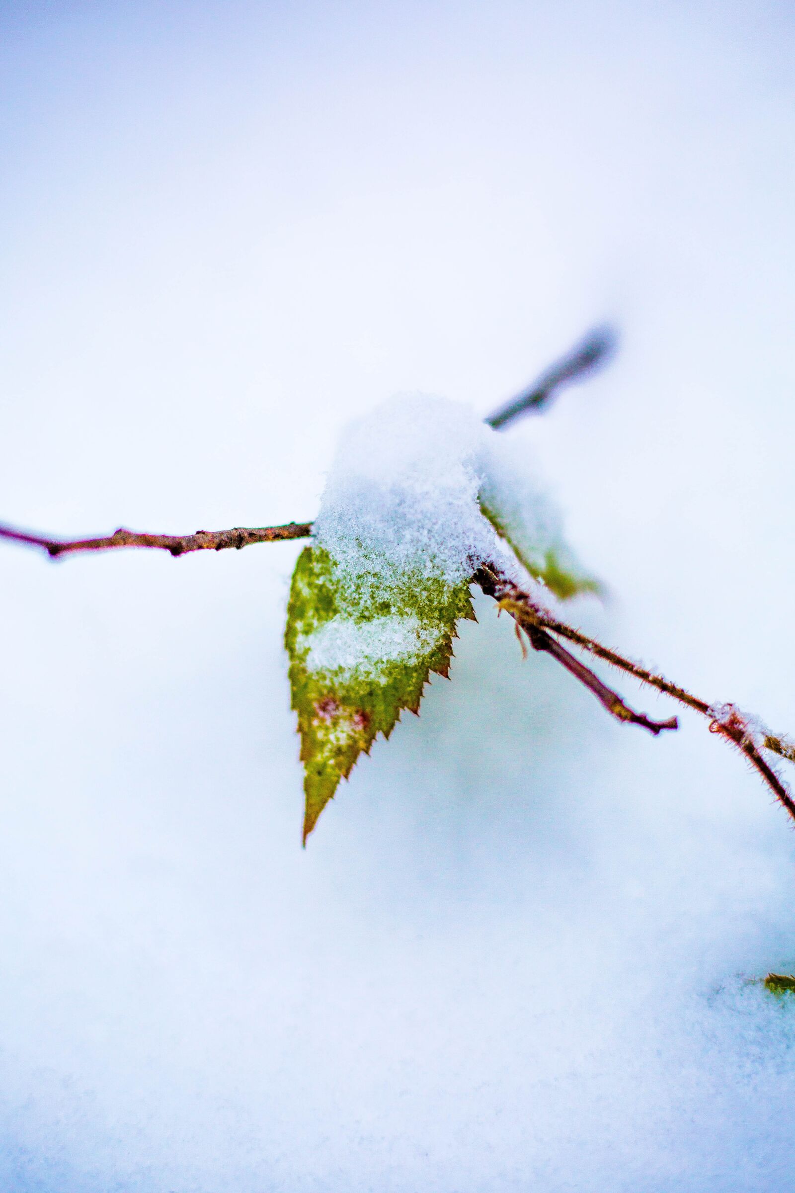 Canon EF 50mm F1.8 STM sample photo. Winter, sheet, nature photography