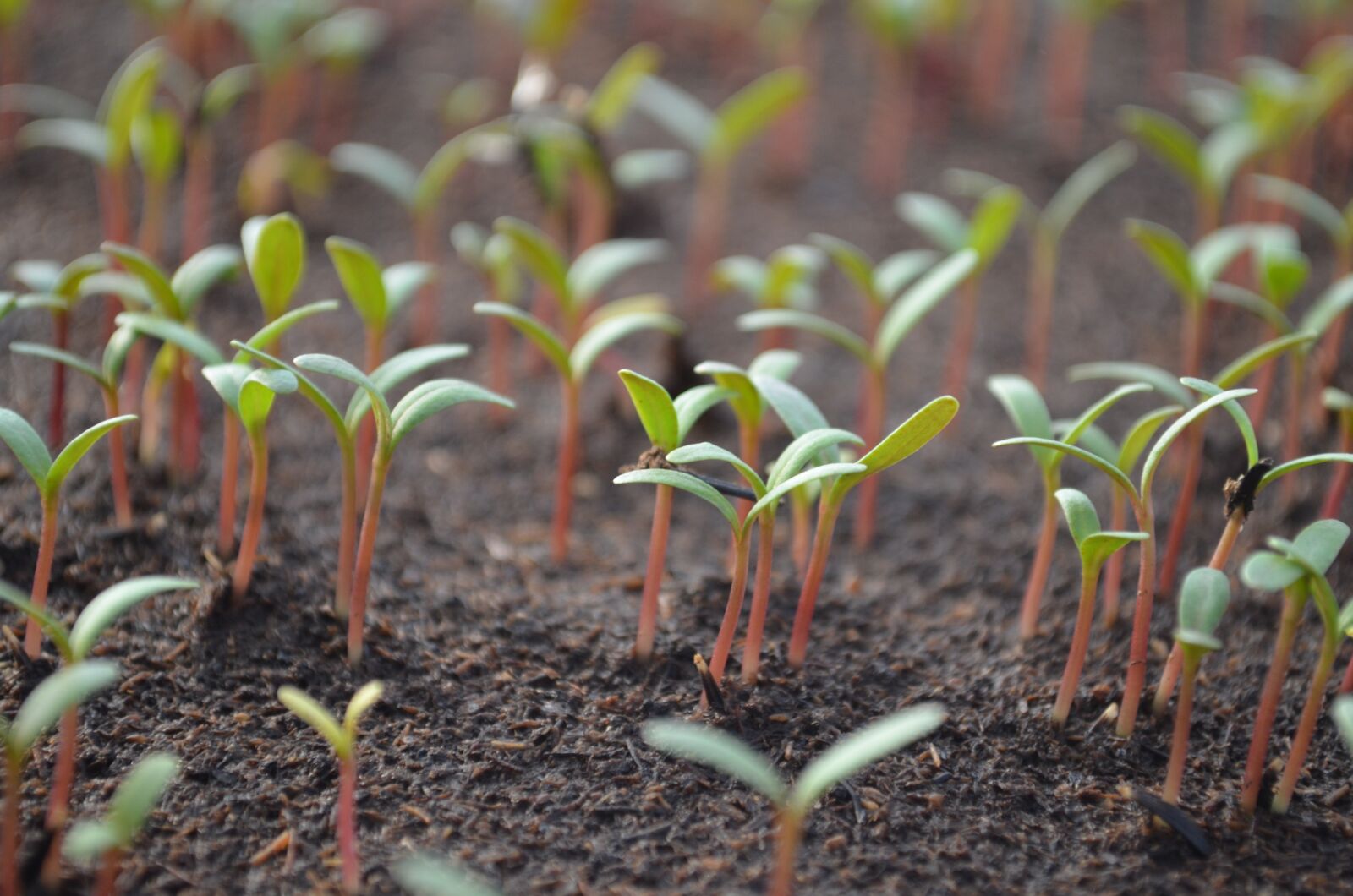 Nikon D5100 sample photo. Tomato, shoots, the sapling photography