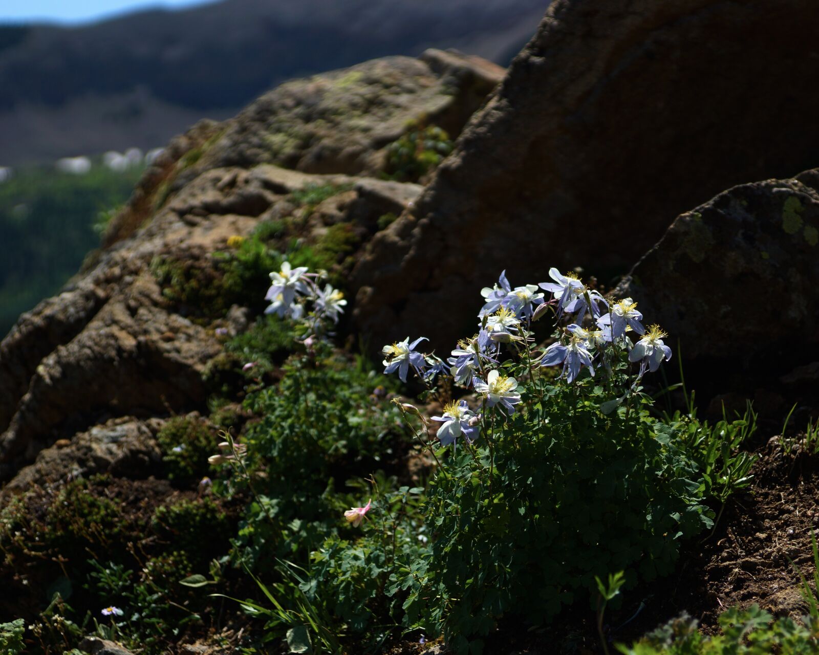 Sony SLT-A65 (SLT-A65V) sample photo. Columbine, rock, wildflower photography