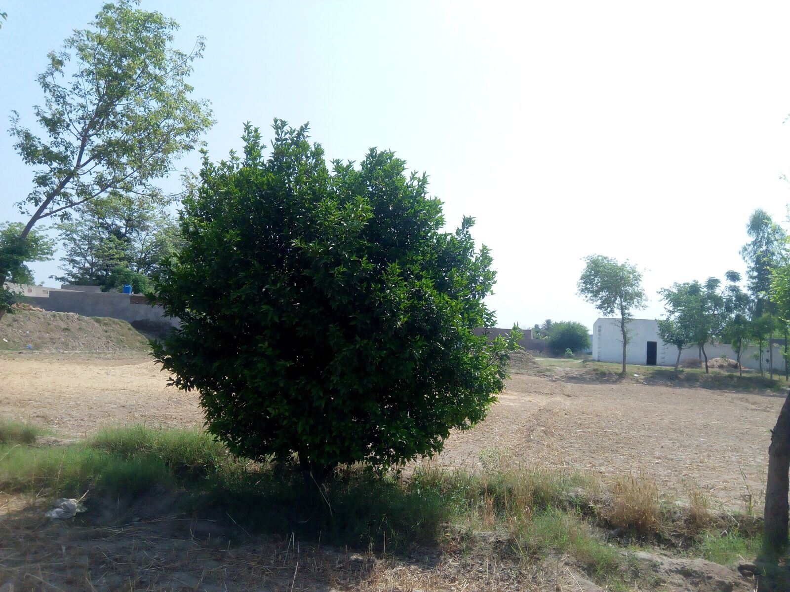 Infinix HOT5 sample photo. Orang, tree, form photography