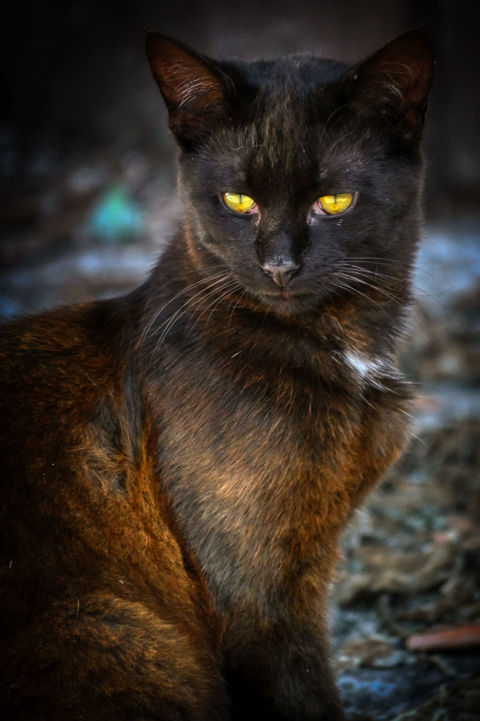 Panasonic Lumix DMC-GX8 sample photo. Gloomy, cat, eyes photography