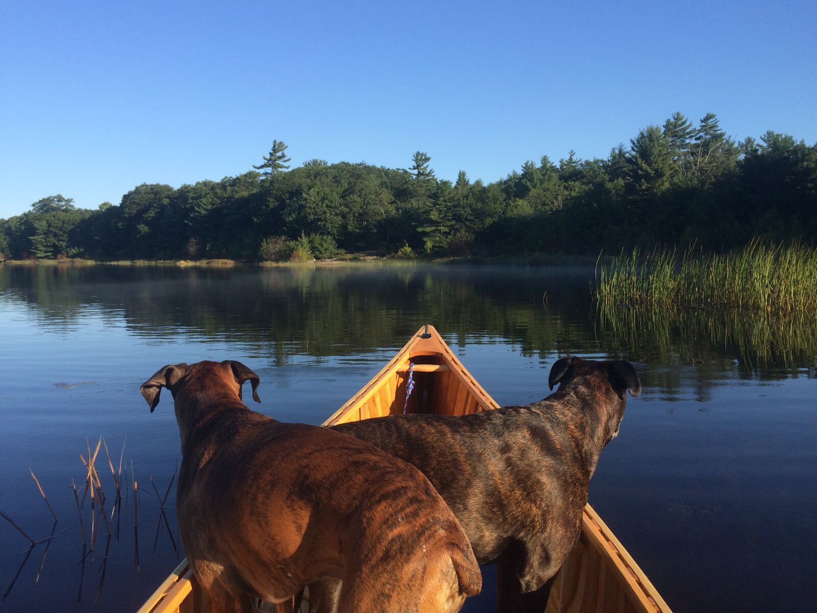 iPhone 5s back camera 4.15mm f/2.2 sample photo. Canoeing, dogs, canoe photography