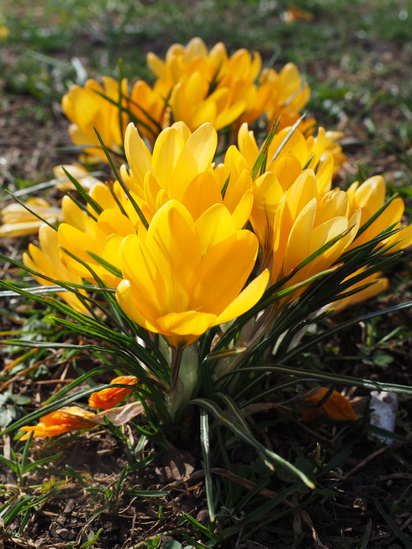Olympus OM-D E-M1 + Olympus M.Zuiko Digital ED 12-40mm F2.8 Pro sample photo. Crocus, flower, spring photography