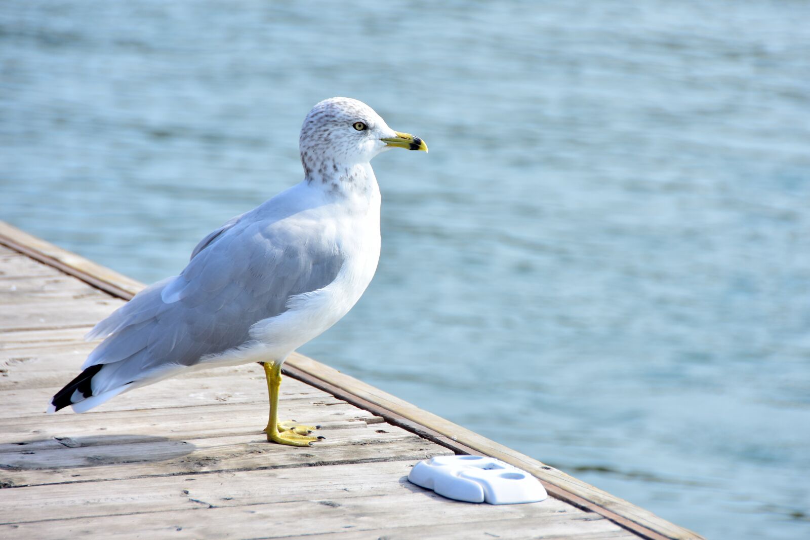 Nikon D7200 sample photo. Seagull, bird, water photography