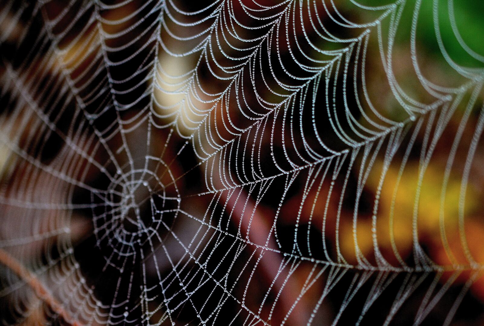 Nikon D5200 sample photo. Cobweb, dewdrop, web photography