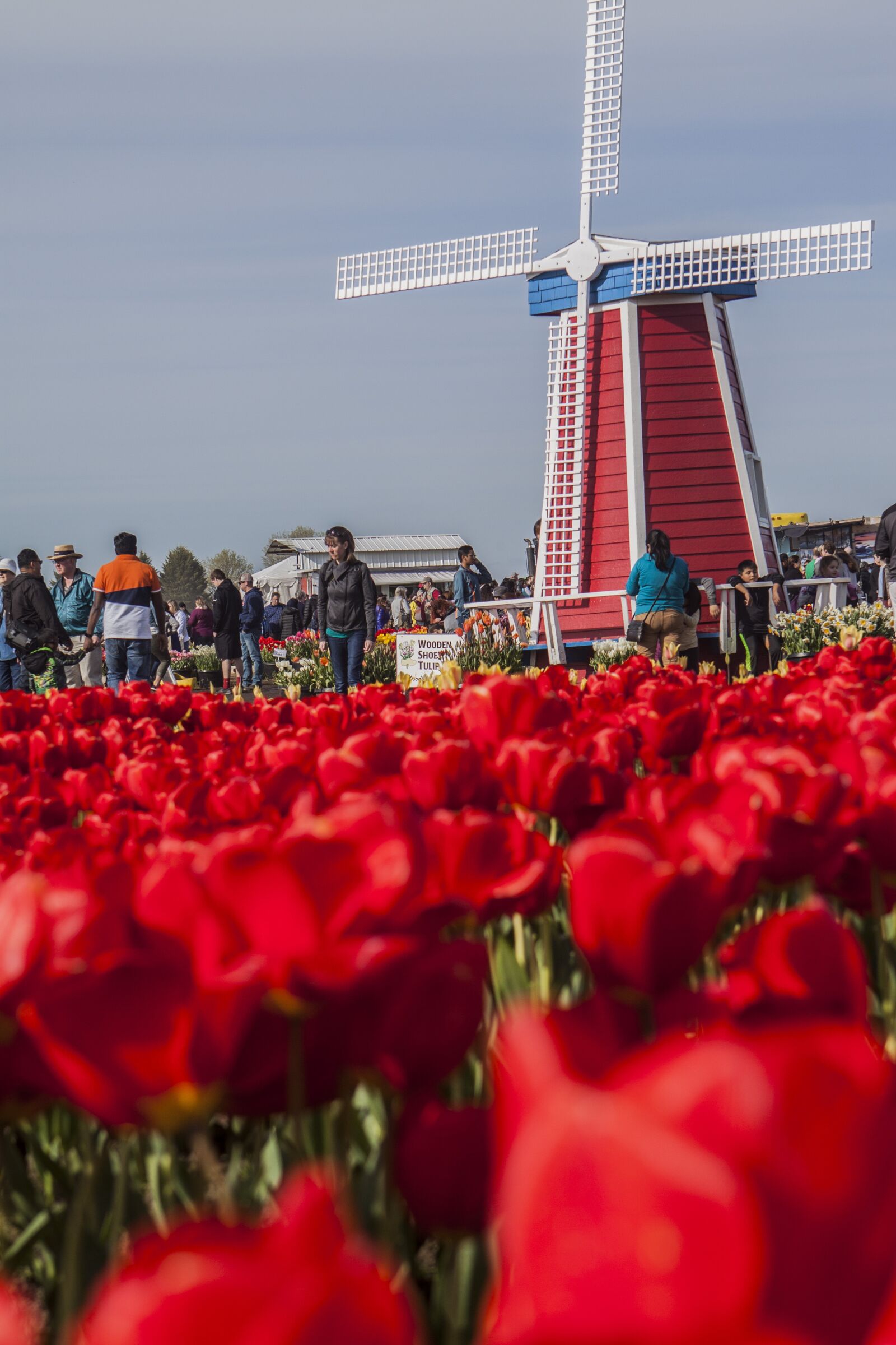 Canon EOS 50D + Canon EF 24-70mm F2.8L USM sample photo. Windmill, tulips, red photography