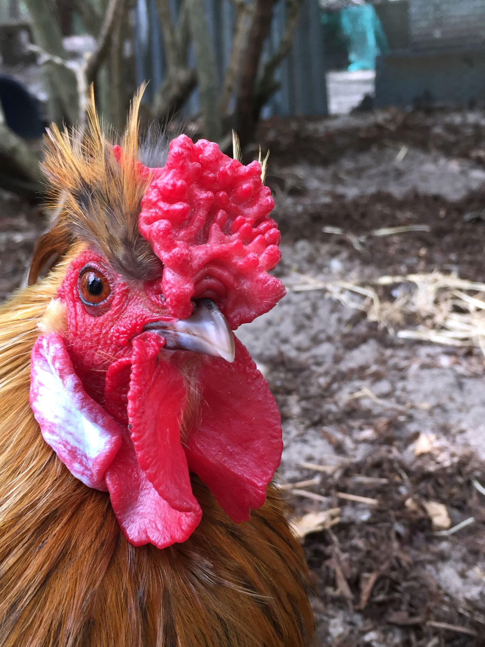 Apple iPhone 6 sample photo. Hens, chook, chooks photography