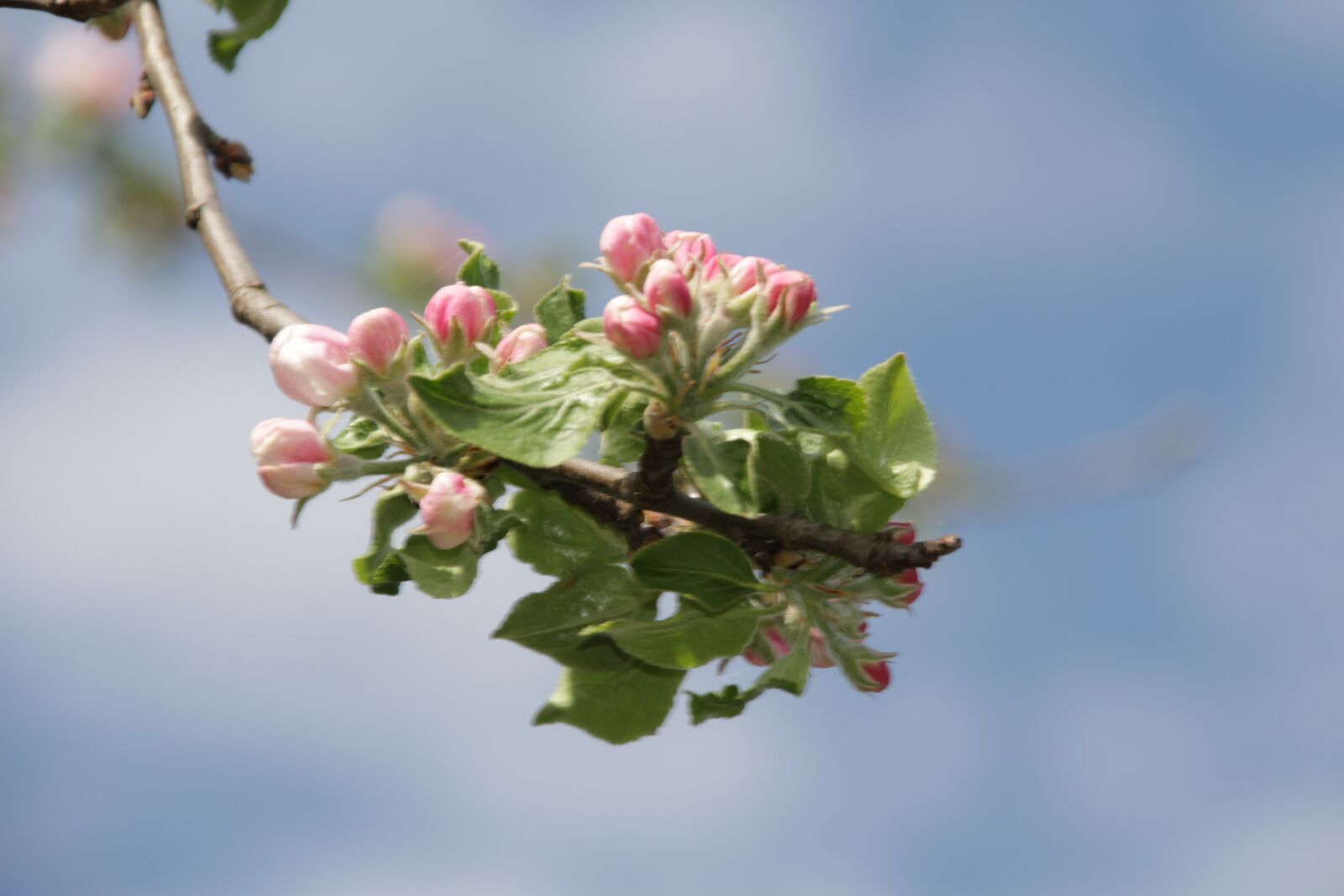 Canon TS-E 90mm F2.8 Tilt-Shift sample photo. Blossom, bloom, apple blossoms photography