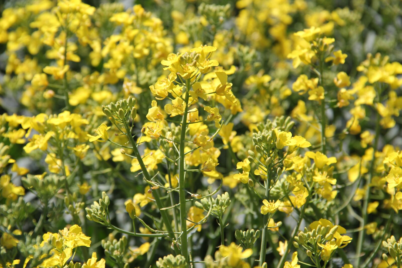 Canon EOS 550D (EOS Rebel T2i / EOS Kiss X4) sample photo. Field of rapeseeds, in photography