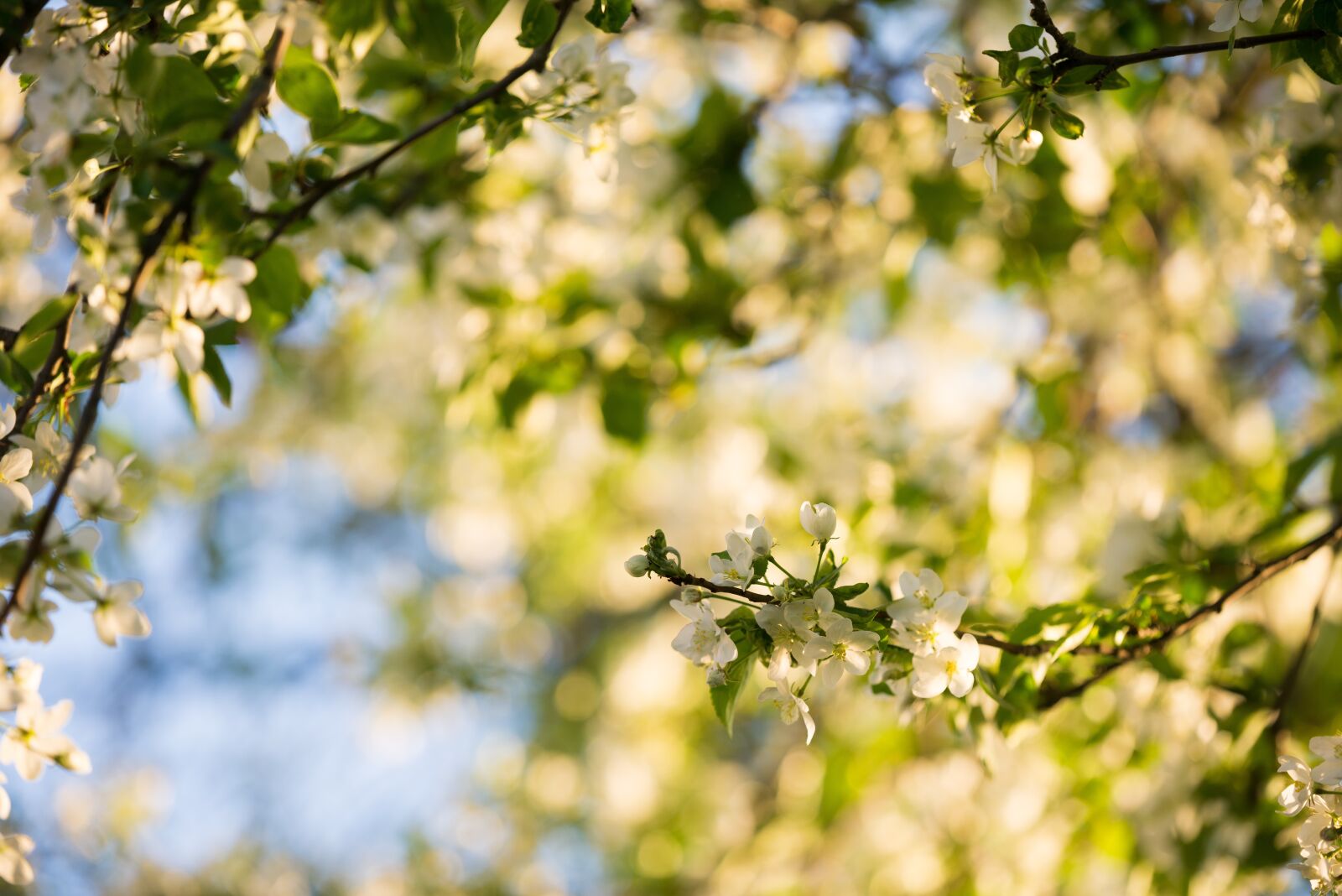 Nikon D610 sample photo. Flowers, trees, branches photography