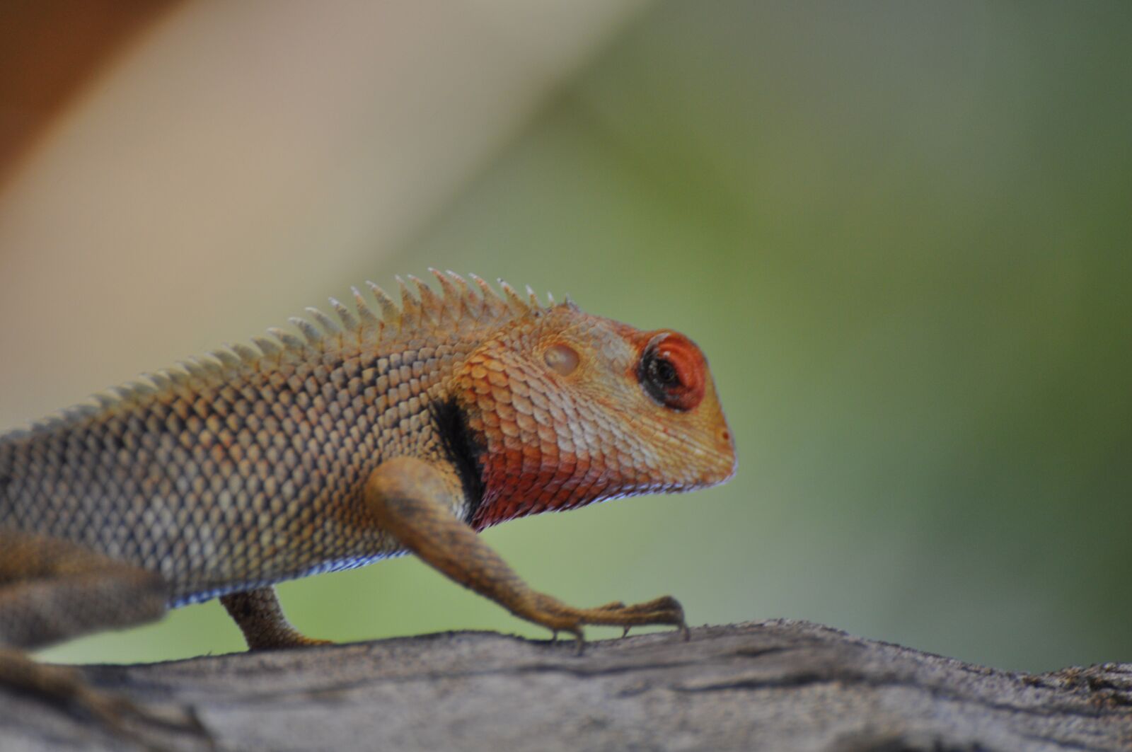Nikon D90 sample photo. Lizard, coconut, goa photography