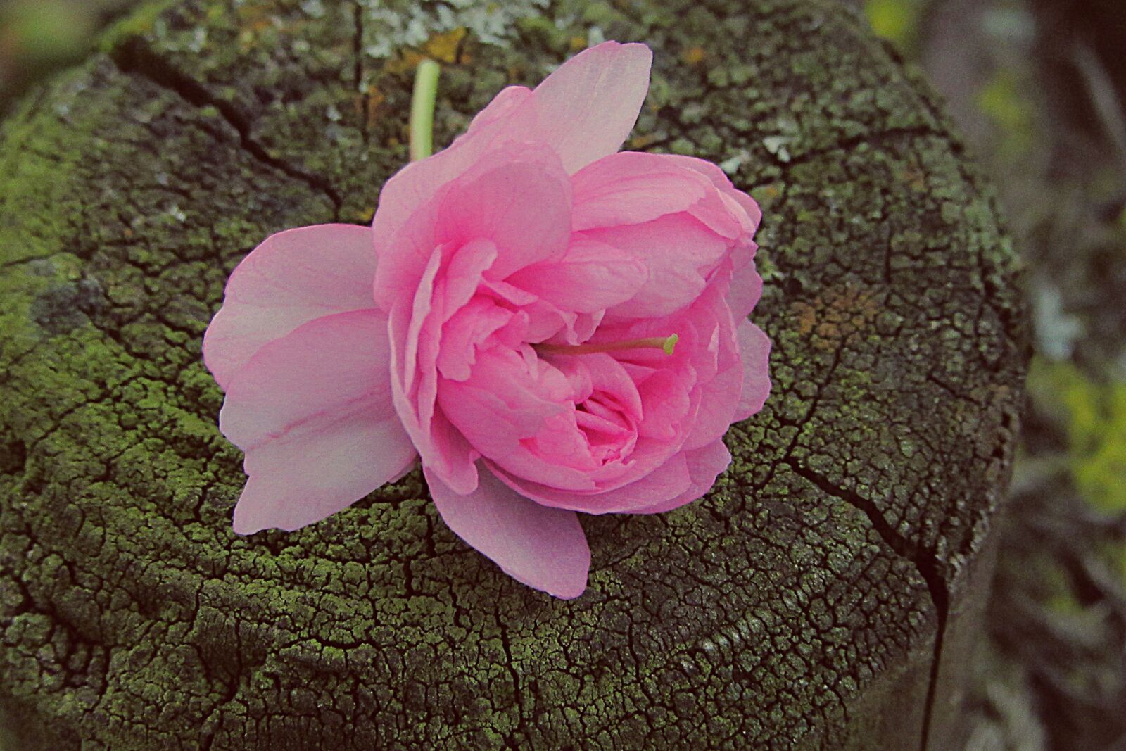 Canon PowerShot SX610 HS sample photo. Prunus, plant, nice photography