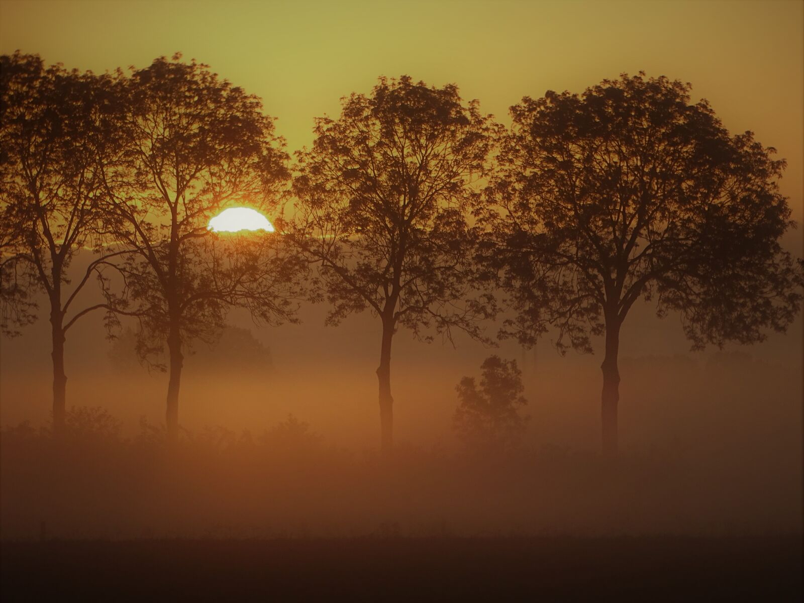 Sony Cyber-shot DSC-HX400V sample photo. Morning, forest, sun photography