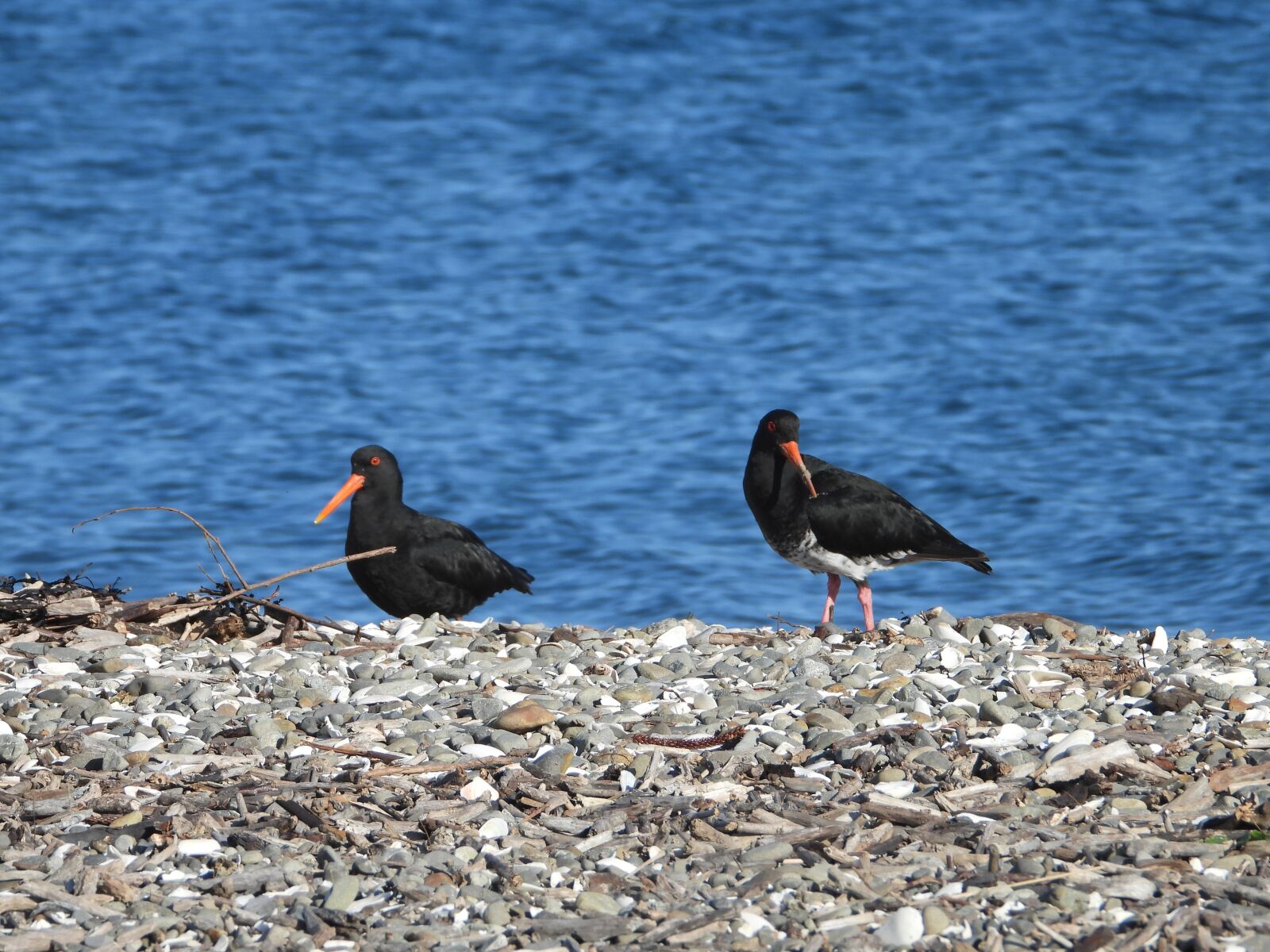 Nikon Coolpix P1000 sample photo. New zealand, oyster catcher photography