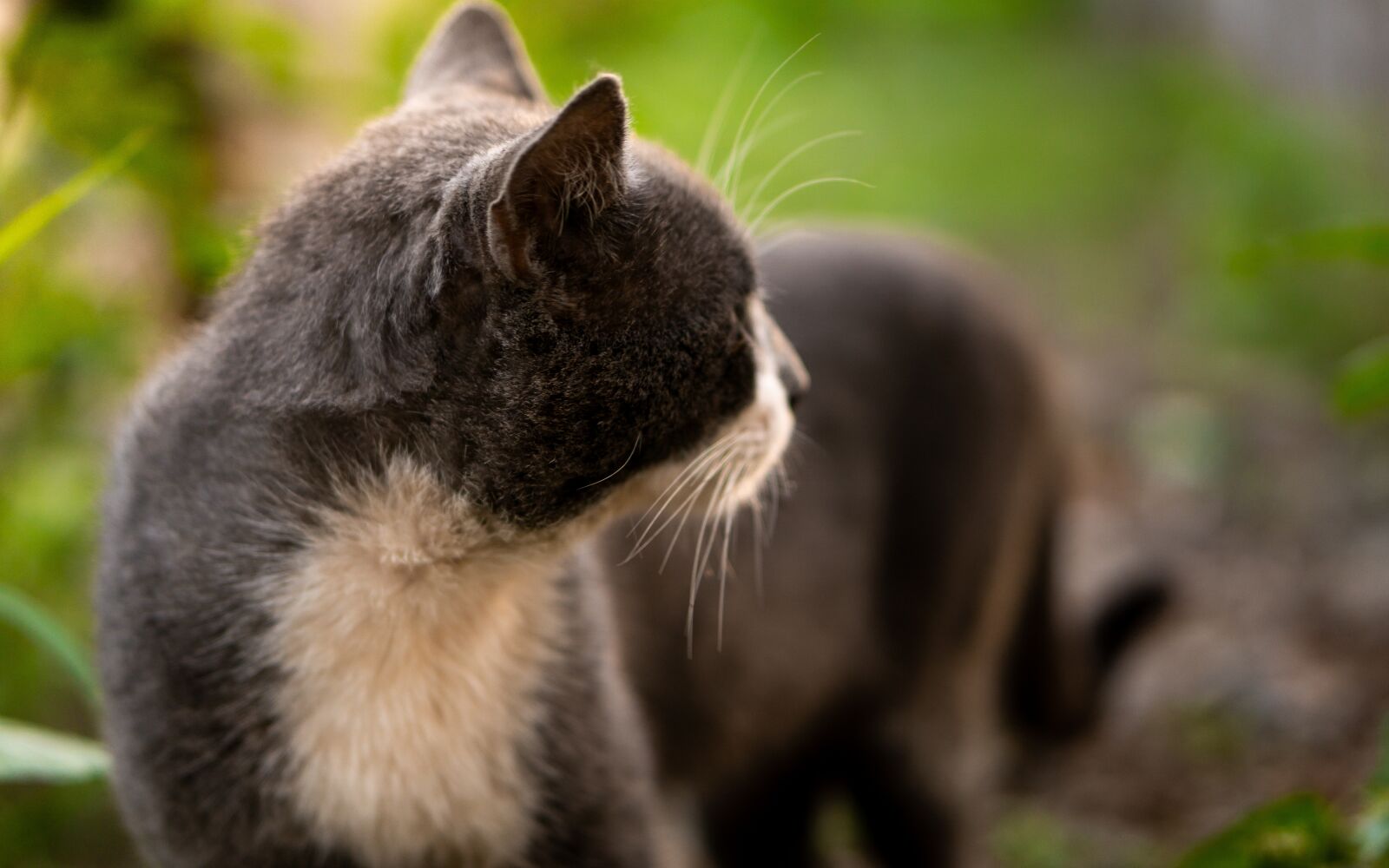 E 50mm F1.8 OSS sample photo. Cat, animal, eyes photography