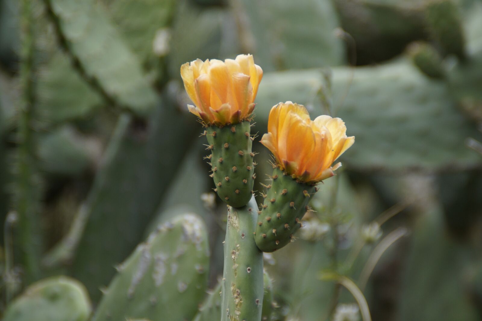 Sony SLT-A58 sample photo. Cactus, bloom, blossom photography