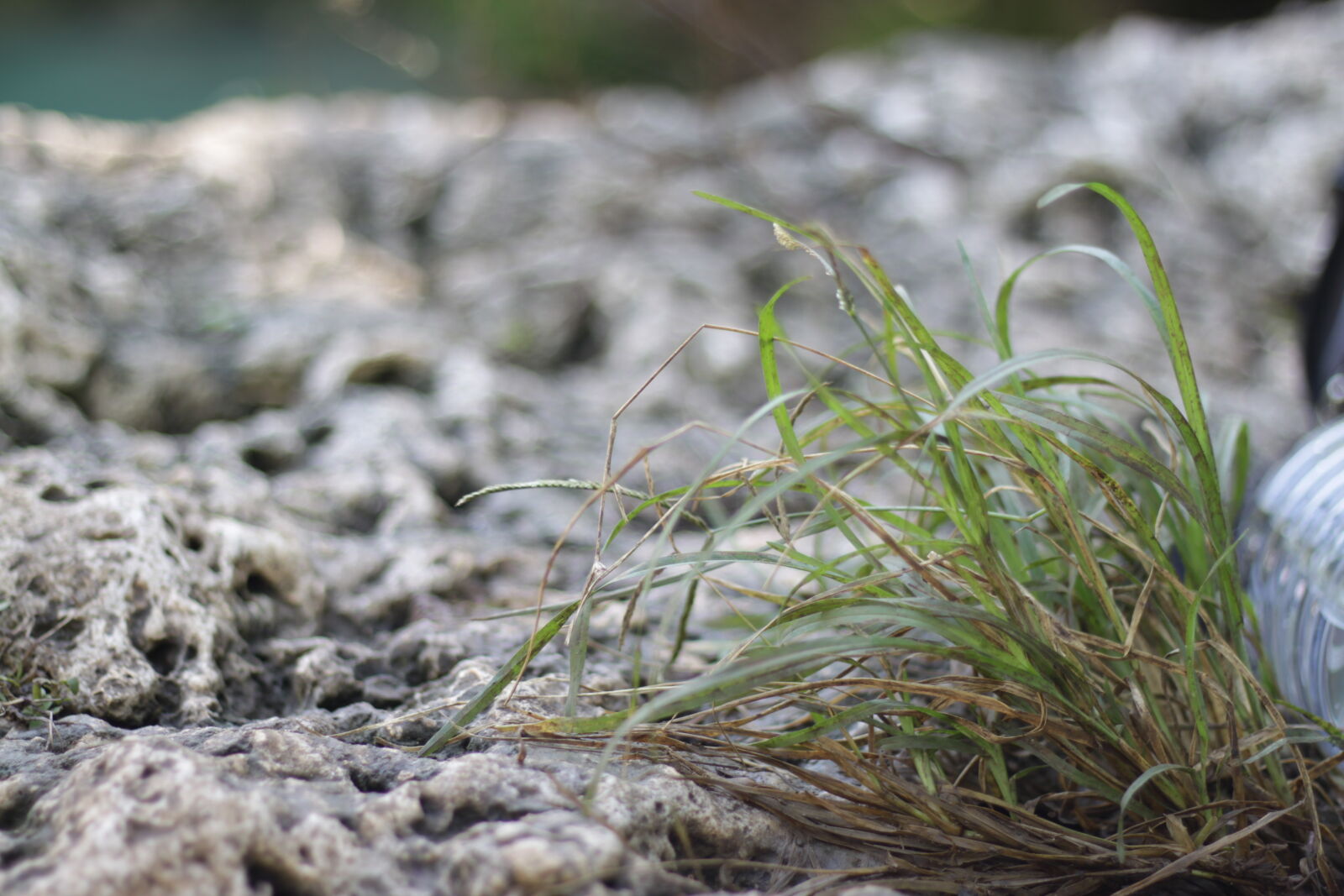 Canon EOS 500D (EOS Rebel T1i / EOS Kiss X3) sample photo. Dry, grass, grass, rocks photography