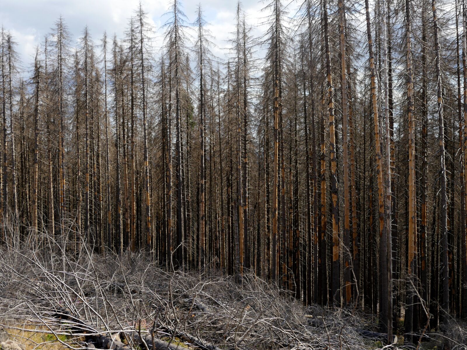 Panasonic Lumix DMC-GX8 sample photo. Bark beetles, forest, waldsterben photography