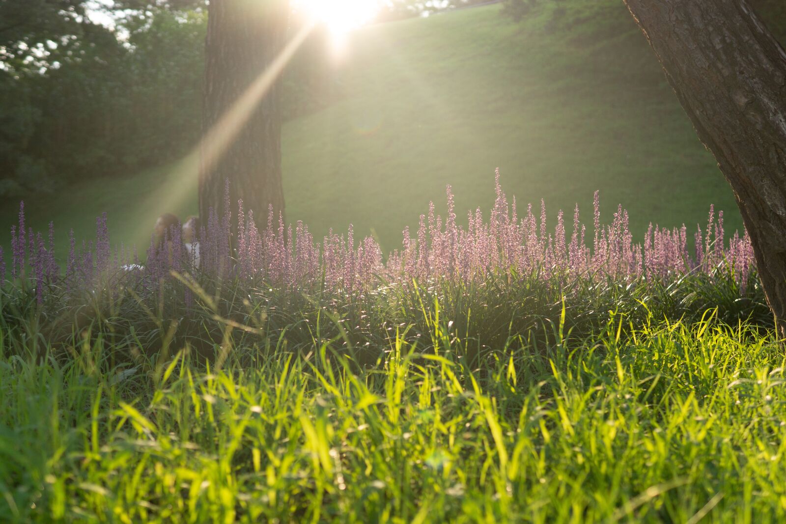 30mm F1.4 DC DN | Contemporary 016 sample photo. Park, nature, garden photography
