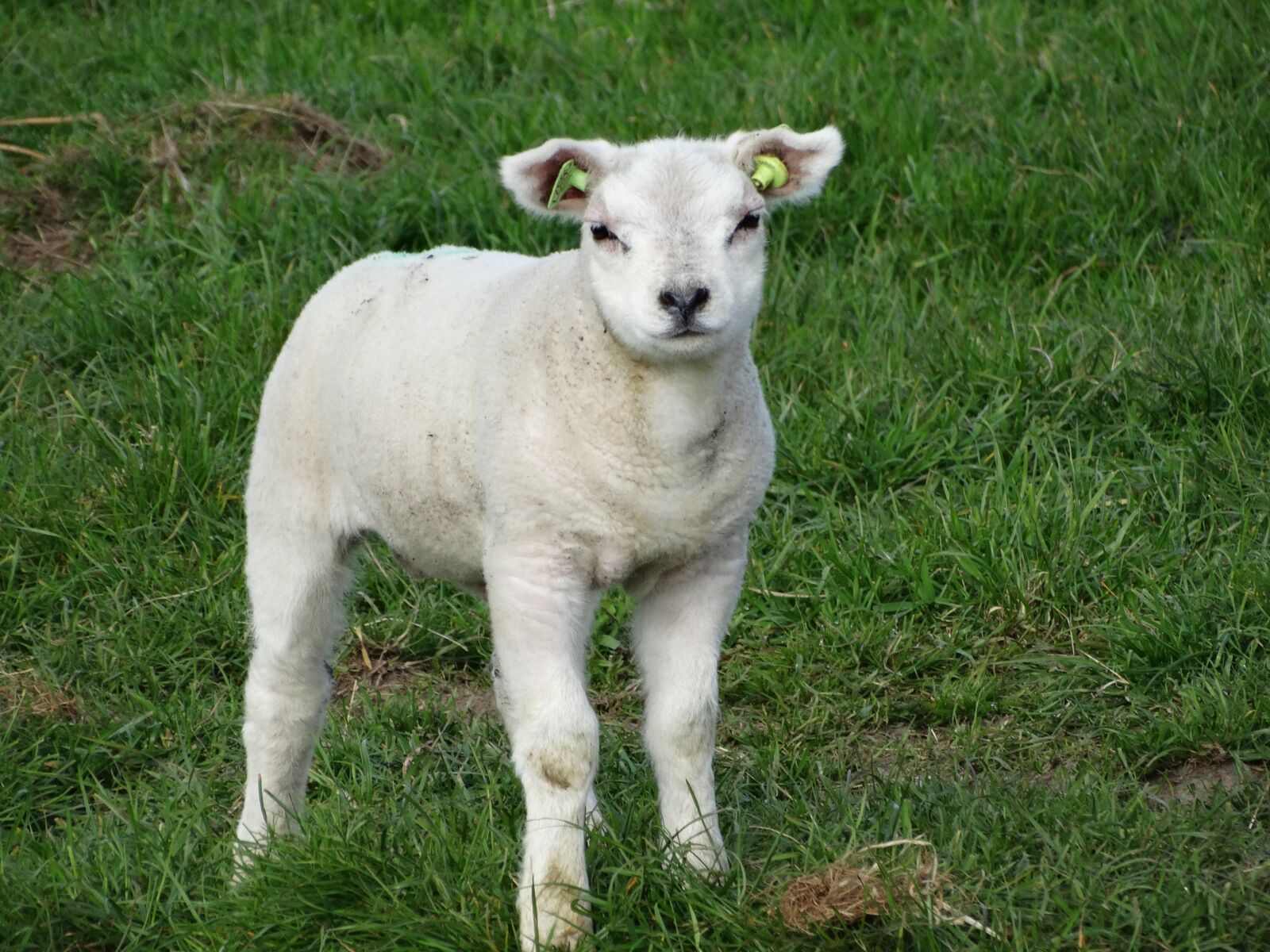 Sony Cyber-shot DSC-HX300 sample photo. Lamb, texel, sheep photography