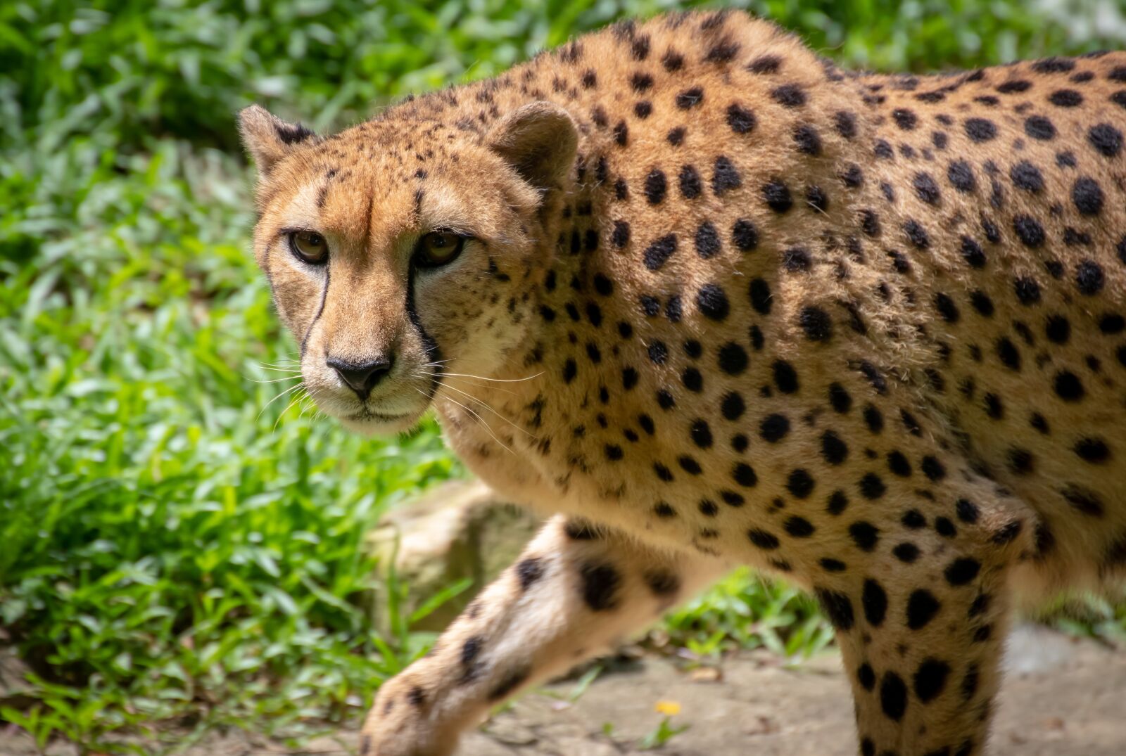 Canon EOS 800D (EOS Rebel T7i / EOS Kiss X9i) sample photo. Cheetah, cat, animal photography