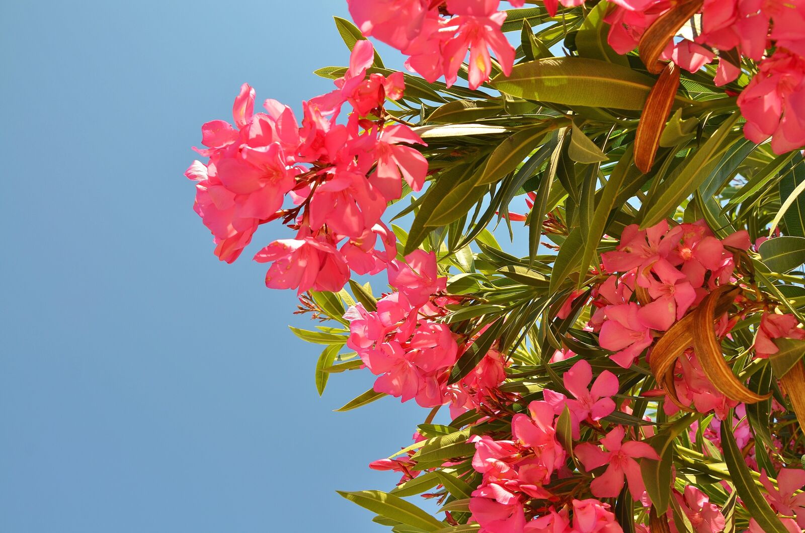 Nikon D7000 sample photo. Flower, blossom, plant photography